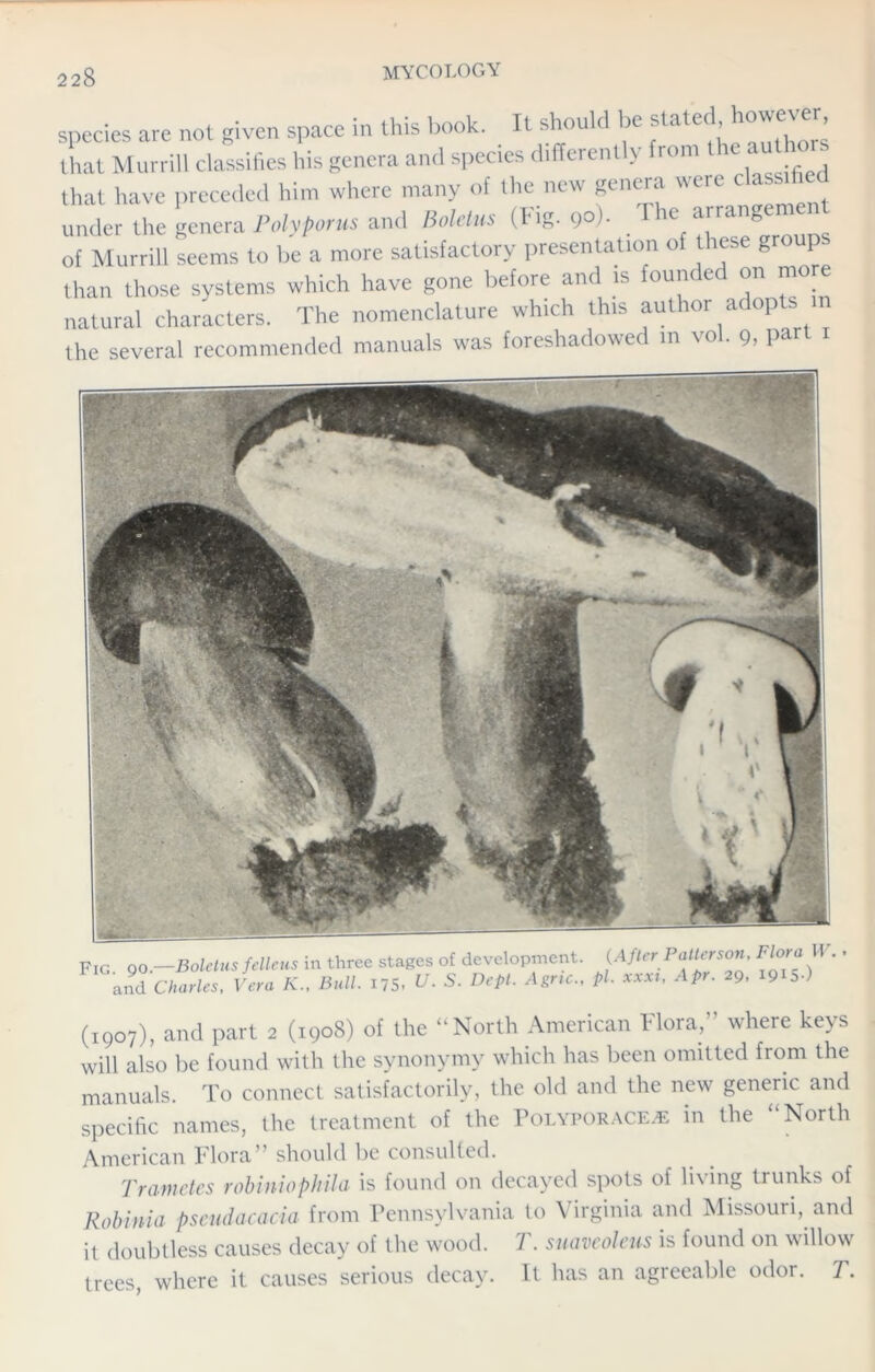 species are not given space in this book. It should be stated however, that Murrill classifies his genera and species different^ from e that have preceded him where many of the new genera were classih under the genera Polyporus and Boletus (tig. 90). .T e of Murrill seems to be a more satisfactory presentation o ics g P than those systems which have gone before and is founded on more natural characters. The nomenclature which this author adopts the several recommended manuals was foreshadowed m vol. 9, Part Fig. 90.—Boletus fellcus in three stages of development. {After Pall”son' *‘*°ra W 1 and Charles, Vera K., Bull. i7S. U. Dept. Agnc., pi. xxxi, Apr. 29, 1915.) (1907), and part 2 (1908) of the “North American Flora,” where keys will also be found with the synonymy which has been omitted from the manuals. To connect satisfactorily, the old and the new generic and specific names, the treatment of the Polyporace*: in the “North American Flora” should be consulted. Trametes robiniophila is found on decayed spots of living trunks of Robinia pseudacacia from Pennsylvania to Virginia and Missouri, and it doubtless causes decay of the wood. T. suaveoleus is found on willow trees, where it causes serious decay. It has an agreeable odor. T.