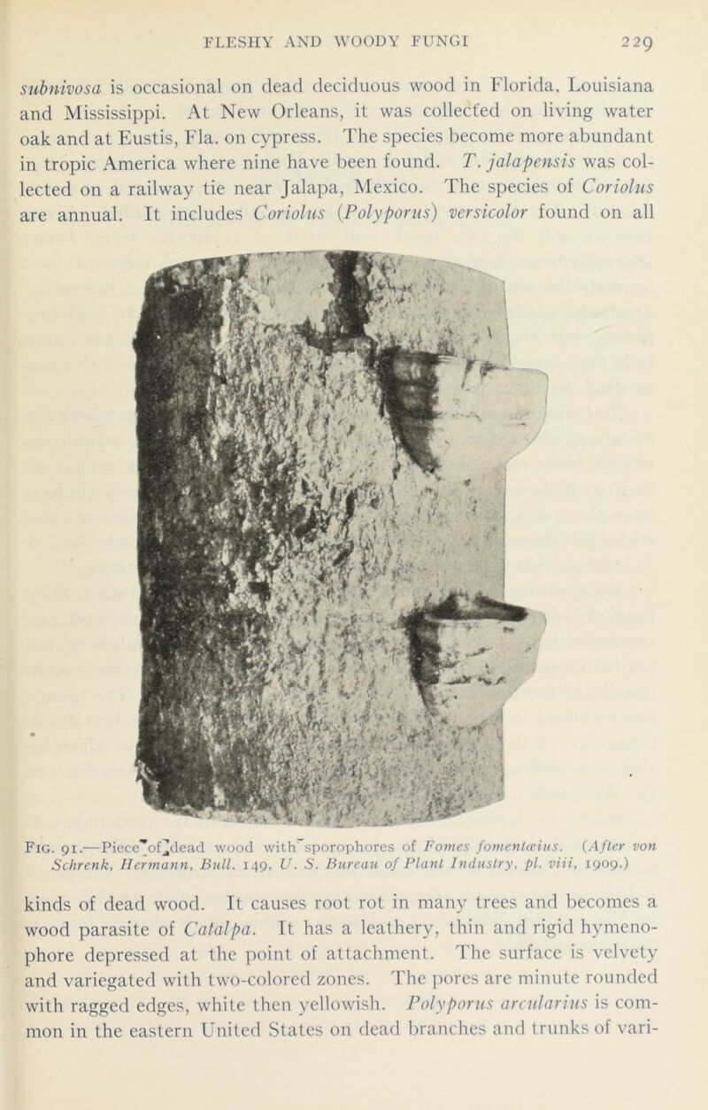 subnivosa is occasional on dead deciduous wood in Florida, Louisiana and Mississippi. At New Orleans, it was collected on living water oak. and at Eustis, Fla. on cypress. The species become more abundant in tropic America where nine have been found. T. jalapensis was col- lected on a railway tie near Jalapa, Mexico. The species of Coriolus are annual. It includes Coriolus (Polyporus) versicolor found on all Fig. 91.—Piece”of^dead wood with' sporophores of Pomes fomentceius. (After von Schrenk, Hermann, Bull. 149, U. S. Bureau of Plant Industry, pi. viii, 1909.) kinds of dead wood. It causes root rot in many trees and becomes a wood parasite of Catalpa. It has a leathery, thin and rigid hymeno- phore depressed at the point of attachment. The surface is velvety and variegated with two-colored zones. The pores are minute rounded with ragged edges, white then yellowish. Polyporus arcularius is com- mon in the eastern United States on dead branches and trunks of vari-