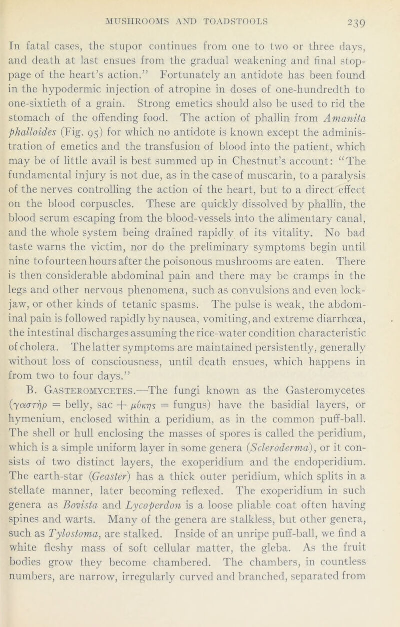 In fatal cases, the stupor continues from one to two or three days, and death at last ensues from the gradual weakening and final stop- page of the heart’s action.” Fortunately an antidote has been found in the hypodermic injection of atropine in doses of one-hundredth to one-sixtieth of a grain. Strong emetics should also be used to rid the stomach of the offending food. The action of phallin from Amanita phalloides (Fig. 95) for which no antidote is known except the adminis- tration of emetics and the transfusion of blood into the patient, which may be of little avail is best summed up in Chestnut’s account: “The fundamental injury is not due, as in the case of muscarin, to a paralysis of the nerves controlling the action of the heart, but to a direct effect on the blood corpuscles. These are quickly dissolved by phallin, the blood serum escaping from the blood-vessels into the alimentary canal, and the whole system being drained rapidly of its vitality. No bad taste warns the victim, nor do the preliminary symptoms begin until nine to fourteen hours after the poisonous mushrooms are eaten. There is then considerable abdominal pain and there may be cramps in the legs and other nervous phenomena, such as convulsions and even lock- jaw, or other kinds of tetanic spasms. The pulse is weak, the abdom- inal pain is followed rapidly by nausea, vomiting, and extreme diarrhoea, the intestinal discharges assuming the rice-water condition characteristic of cholera. The latter symptoms are maintained persistently, generally without loss of consciousness, until death ensues, which happens in from two to four days.” B. Gasteromycetes.—The fungi known as the Gasteromycetes (■yaarijp = belly, sac + /jlvktjs = fungus) have the basidial layers, or hymenium, enclosed within a peridium, as in the common puff-ball. The shell or hull enclosing the masses of spores is called the peridium, which is a simple uniform layer in some genera {Scleroderma), or it con- sists of two distinct layers, the exoperidium and the endoperidium. The earth-star (Geaster) has a thick outer peridium, which splits in a stellate manner, later becoming reflexed. The exoperidium in such genera as Bovista and Lycoperdon is a loose pliable coat often having spines and warts. Many of the genera are stalkless, but other genera, such as Tylostoma, are stalked. Inside of an unripe puff-ball, we find a white fleshy mass of soft cellular matter, the gleba. As the fruit bodies grow they become chambered. The chambers, in countless numbers, are narrow, irregularly curved and branched, separated from