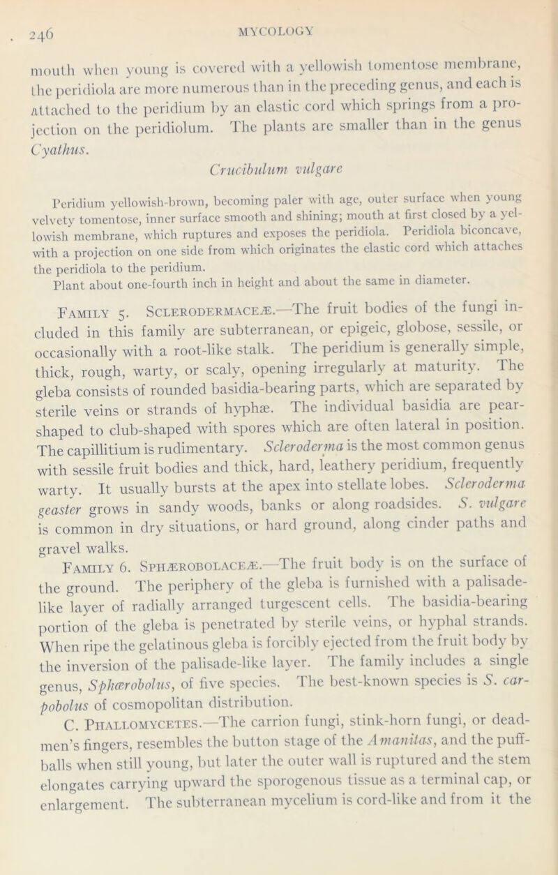 mouth when young is covered with a yellowish tomentose membrane, the peridiola are more numerous than in the preceding genus, and each is Attached to the peridium by an elastic cord which springs from a pro- jection on the peridiolum. The plants are smaller than in the genus Cyathus. Crucibulum vulgare Peridium yellowish-brown, becoming paler with age, outer surface when young velvety tomentose, inner surface smooth and shining; mouth at first closed by a yel- lowish membrane, which ruptures and exposes the peridiola. Peridiola biconcave, with a projection on one side from which originates the elastic cord which attaches the peridiola to the peridium. Plant about one-fourth inch in height and about the same in diameter. Family 5. Sclerodermace^e.—The fruit bodies of the fungi in- cluded in this family are subterranean, or epigeic, globose, sessile, or occasionally with a root-like stalk. The peridium is generally simple, thick, rough, warty, or scaly, opening irregularly at maturity. The gleba consists of rounded basidia-bearing parts, which are separated by sterile veins or strands of hvphse. I he individual basidia are pear- shaped to club-shaped with spores which are often lateral in position. The capillitium is rudimentary. Scleroderma is the most common genus with sessile fruit bodies and thick, hard, leathery peridium, frequently warty. It usually bursts at the apex into stellate lobes. Scleroderma geaster grows in sandy woods, banks or along roadsides. S. vulgaic is common in dry situations, or hard ground, along cinder paths and gravel walks. Family 6. Spii^erobolacEjE. .1 he fruit body is on the surface of the ground. The periphery of the gleba is furnished with a palisade- like layer of radially arranged turgescent cells. The basidia-bearing portion of the gleba is penetrated by sterile veins, or hyphal strands. When ripe the gelatinous gleba is forcibly ejected from the fruit body by the inversion of the palisade-like layer. The family includes a single genus, Splicerobolus, of five species. The best-known species is S. car- pobolus of cosmopolitan distribution. C. Phallomycetes.—The carrion fungi, stink-horn fungi, or dead- men’s fingers, resembles the button stage of the Amanitas, and the puff- balls when still young, but later the outer wall is ruptured and the stem elongates carrying upward the sporogenous tissue as a terminal cap, or enlargement. The subterranean mycelium is cord-like and from it the