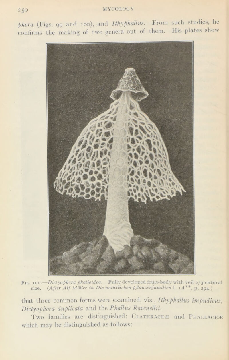 phora (Figs. 99 and 100), and I thy phallus. Prom such studies, lie confirms the making of two genera out of them. His plates show Fig. 100.—Dictyophora phalloidea. Fully developed fruit-body with veil 2/3 natural size. (After Alf Mailer in Die naturlichen pflanzenfamilien I. 1.4 **, p. 294.) that three common forms were examined, viz., I thy phallus impudicus, Dictyophora duplicata and the Phallus Ravcnellii. Two families are distinguished: Clathrace^e and Tiiallace.e which may be distinguished as follows: