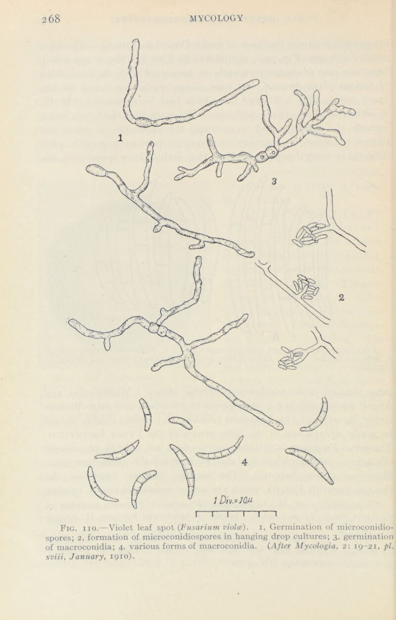 ] Div.-JOM I I I I I \ Fig. 110.—Violet leaf spot (Fusarium violce). 1, Germination of microconidio- spores; 2, formation of microconidiospores in hanging drop cultures; 3, germination of macroconidia; 4, various forms of macroconidia. (After Mycologia, 2: 19-21, pi. xviii, January, 1910).