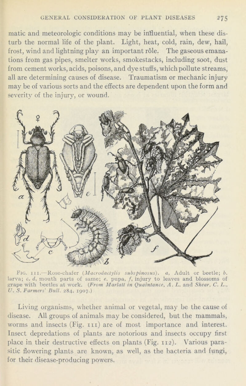 matic and meteorologic conditions may be influential, when these dis- turb the normal life of the plant. Light, heat, cold, rain, dew, hail, frost, wind and lightning play an important role. The gaseous emana- tions from gas pipes, smelter works, smokestacks, including soot, dust from cement works, acids, poisons, and dye stuffs, which pollute streams, all are determining causes of disease. Traumatism or mechanic injury may be of various sorts and the effects are dependent upon the form and severity of the injury, or wound. Fig. hi.—Rose-chafer (Macrodactylis subspinosus). a, Adult or beetle; b, larva; c, d, mouth parts of same; e, pupa, /, injury to leaves and blossoms of grape with beetles at work. (From Marlall in Quaintance, A. L. and Shear, C. L., U. 5. Farmers’ Bull. 284, 1907.) Living organisms, whether animal or vegetal, may be the cause of disease. All groups of animals may be considered, but the mammals, worms and insects (Fig. in) are of most importance and interest. Insect depredations of plants are notorious and insects occupy first place in their destructive effects on plants (Fig. 112). Various para- sitic flowering plants are known, as well, as the bacteria and fungi, for their disease-producing powers.