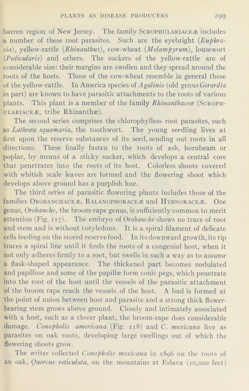 barren region of New Jersey. The family Scrophulariace^e includes a number of these root parasites. Such are the eyebright (Euphra- sia), yellow-rattle (Rhinanthus), cow-wheat (Melampyrum), louse wort (.Pedicularis) and others. The suckers of the yellow-rattle are of considerable size: their margins are swollen and they spread around the roots of the hosts. Those of the cow-wheat resemble in general those of the yellow-rattle. In America species of Agalinis (old genus Gerardia in part) are known to have parasitic attachments to the roots of various plants. This plant is a member of the family Rhinanthacece (Scropii- ulariacetE, tribe Rhinanthae). The second series comprises the chlorophylless root parasites, such as Lathrcea squamaria, the toothwort. The young seedling lives at first upon the reserve substances of its seed, sending out roots in all directions. These finally fasten to the roots of ash, hornbeam or poplar, by means of a sticky sucker, which develops a central core that penetrates into the roots of its host. Colorless shoots covered with whitish scale leaves are formed and the flowering shoot which develops above ground has a purplish hue. The third series of parasitic flowering plants includes those of the families Orobancilace^e, Balanophorace^e and Hydnorace^e. One genus, Orobanche, the broom-rape genus, is sufficiently common to merit attention (Fig. 117). The embryo of Orobanche shows no trace of root and stem and is without cotyledons. It is a spiral filament of delicate cells feeding on the stored reserve food. In its downward growth, its tip traces a spiral line until it finds the roots of a congenial host, when it not only adheres firmly to a root, but swells in such a way as to assume a flask-shaped appearance. The thickened part becomes nodulated and papillose and some of the papillse form conic pegs, which penetrate into the root of the host until the vessels of the parasitic attachment of the broom rape reach the vessels of the host. A bud is formed at the point of union between host and parasite and a strong thick flower- bearing stem grows above ground. Closely and intimately associated with a host, such as a clover plant, the broom-rape does considerable damage. Conopholis americana (Fig. 118) and C. mexicana live as parasites on oak roots, developing large swellings out of which the flowering shoots grow. The writer collected Conopholis mexicana in 1896 on the roots of an oak, Quercus reticulata, on the mountains at Eslava (10,000 feet)