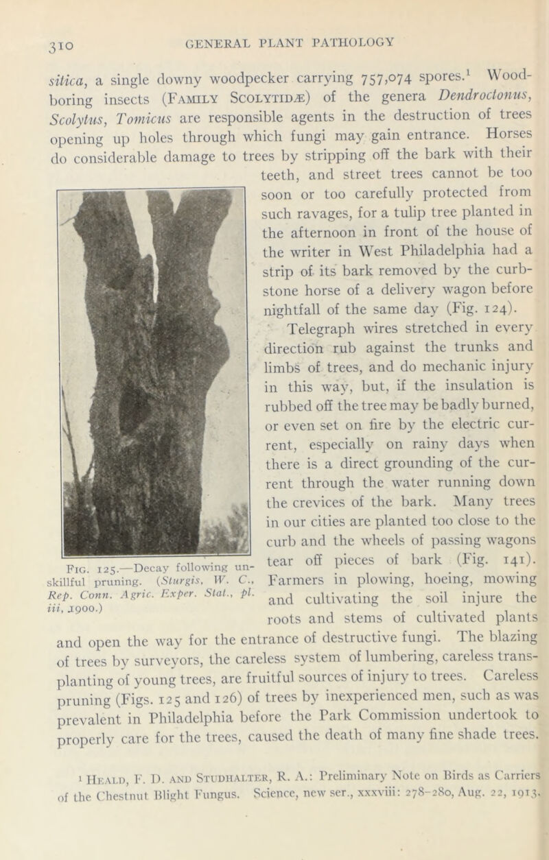 3io sitica, a single downy woodpecker carrying 757,074 spores.1 Wood- boring insects (Family Scolytid^e) of the genera Dendroctonus, Scolytus, Tomicus are responsible agents in the destruction of trees opening up holes through which fungi may gain entrance. Horses do considerable damage to trees by stripping off the bark with their teeth, and street trees cannot be too soon or too carefully protected from such ravages, for a tulip tree planted in the afternoon in front of the house of the writer in West Philadelphia had a strip of its bark removed by the curb- stone horse of a delivery wagon before nightfall of the same day (Fig. 124). Telegraph wires stretched in every direction rub against the trunks and limbs of trees, and do mechanic injury in this way, but, if the insulation is rubbed off the tree may be badly burned, or even set on fire by the electric cur- rent, especially on rainy days when there is a direct grounding of the cur- rent through the water running down the crevices of the bark. Many trees in our cities are planted too close to the curb and the wheels of passing wagons tear off pieces of bark (Fig. 141). Farmers in plowing, hoeing, mowing and cultivating the soil injure the roots and stems of cultivated plants and open the way for the entrance of destructive fungi. The blazing of trees by surveyors, the careless system of lumbering, careless trans- planting of young trees, are fruitful sources of injury to trees. Careless pruning (Figs. 125 and 126) of trees by inexperienced men, such as was prevalent in Philadelphia before the Park Commission undertook to properly care for the trees, caused the death of many fine shade trees. Pig. 125.—Decay following un- skillful pruning. (Sturgis, W. C., Rep. Conn. Agric. Exper. Slat., pi. Hi, J900.) 1 Heald, F. D. and Studhaeter, R. A.: Preliminary Note on Birds as Carriers of the Chestnut Blight Fungus. Science, new ser., xxxviii: 278-2S0, Aug. 22, 1013*