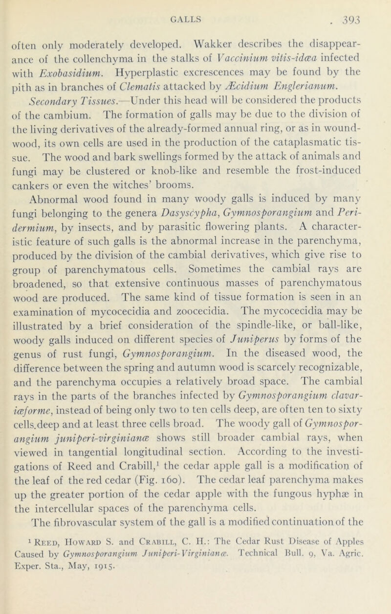 often only moderately developed. Wakker describes the disappear- ance of the collenchyma in the stalks of Vactinium vitis-idcea infected with Exobasidium. Hyperplastic excrescences may be found by the pith as in branches of Clematis attacked by TEcidium Englerianum. Secondary Tissues.—Under this head will be considered the products of the cambium. The formation of galls may be due to the division of the living derivatives of the already-formed annual ring, or as in wound- wood, its own cells are used in the production of the cataplasmatic tis- sue. The wood and bark swellings formed by the attack of animals and fungi may be clustered or knob-like and resemble the frost-induced cankers or even the witches’ brooms. Abnormal wood found in many woody galls is induced by many fungi belonging to the genera Dasyscypha, Gymnosporangium and Peri- dermium, by insects, and by parasitic flowering plants. A character- istic feature of such galls is the abnormal increase in the parenchyma, produced by the division of the cambial derivatives, which give rise to group of parenchymatous cells. Sometimes the cambial rays are broadened, so that extensive continuous masses of parenchymatous wood are produced. The same kind of tissue formation is seen in an examination of mycocecidia and zoocecidia. The mycocecidia may be illustrated by a brief consideration of the spindle-like, or ball-like, woody galls induced on different species of Juniperus by forms of the genus of rust fungi, Gymnosporangium. In the diseased wood, the difference between the spring and autumn wood is scarcely recognizable, and the parenchyma occupies a relatively broad space. The cambial rays in the parts of the branches infected by Gymnosporangium clavar- iceforme, instead of being only two to ten cells deep, are often ten to sixty cells.deep and at least three cells broad. The woody gall of Gymnospor- angium juniperi-virginiana shows still broader cambial rays, when viewed in tangential longitudinal section. According to the investi- gations of Reed and Crabill,1 the cedar apple gall is a modification of the leaf of the red cedar (Fig. 160). The cedar leaf parenchyma makes up the greater portion of the cedar apple with the fungous hyphae in the intercellular spaces of the parenchyma cells. The fibrovascular system of the gall is a modified continuation of the 1 Reed, Howard S. and Crabill, C. H.: The Cedar Rust Disease of Apples Caused by Gymnosporangium Juniperi- Virginian a. Technical Bull. 9, Va. Agric. Exper. Sta., May, 1915-