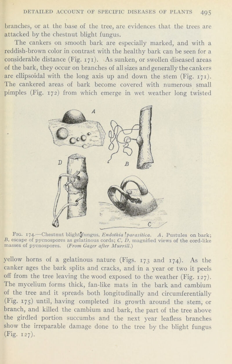 branches, or al the base of the tree, are evidences that the trees are attacked by the chestnut blight fungus. The cankers on smooth bark are especially marked, and with a reddish-brown color in contrast with the healthy bark can be seen for a considerable distance (Fig. 171). As sunken, or swollen diseased areas of the bark, they occur on branches of all sizes and generally the cankers are ellipsoidal with the long axis up and down the stem (Fig. 171). The cankered areas of bark become covered with numerous small pimples (Fig. 172) from which emerge in wet weather long twisted Fig. 174.—Chestnut blightjfungus, Endolhia 'parasitica. A, Pustules on bark; B, escape of pycnospores as gelatinous cords; C, D, magnified views of the cord-like masses of pycnospores. (From Gager after Murrill.) yellow horns of a gelatinous nature (Figs. 173 and 174). As the canker ages the bark splits and cracks, and in a year or two it peels off from the tree leaving the wood exposed to the weather (Fig. 127). The mycelium forms thick, fan-like mats in the bark and cambium of the tree and it spreads both longitudinally and circumferentially (Fig. 175) until, having completed its growth around the stem, or branch, and killed the cambium and bark, the part of the tree above the girdled portion succumbs and the next year leafless branches show the irreparable damage done to the tree by the blight fungus (Fig. 127).