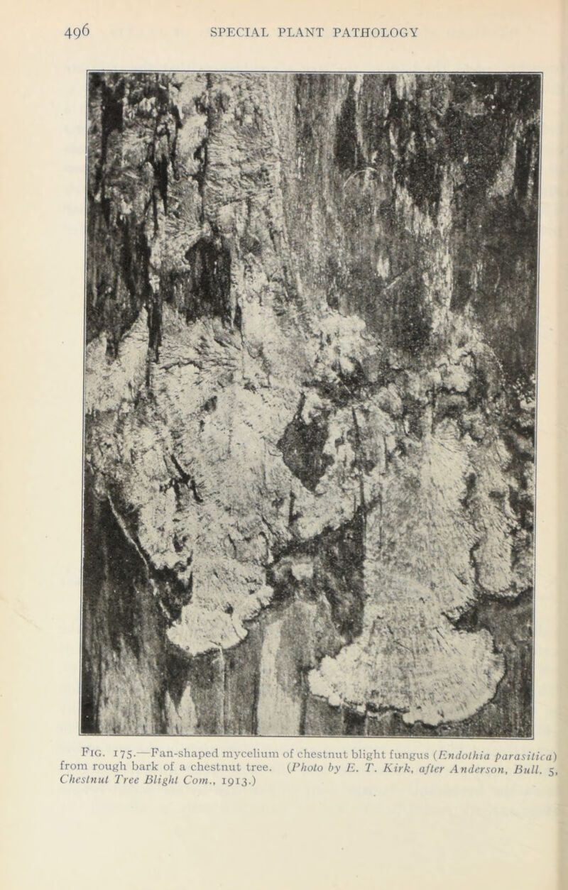 Fig. 175.—Fan-shaped mycelium of chestnut blight fungus (Endolhia parasitica) from rough bark of a chestnut tree. (Photo by E. T. Kirk, after Anderson, Bull. 5,