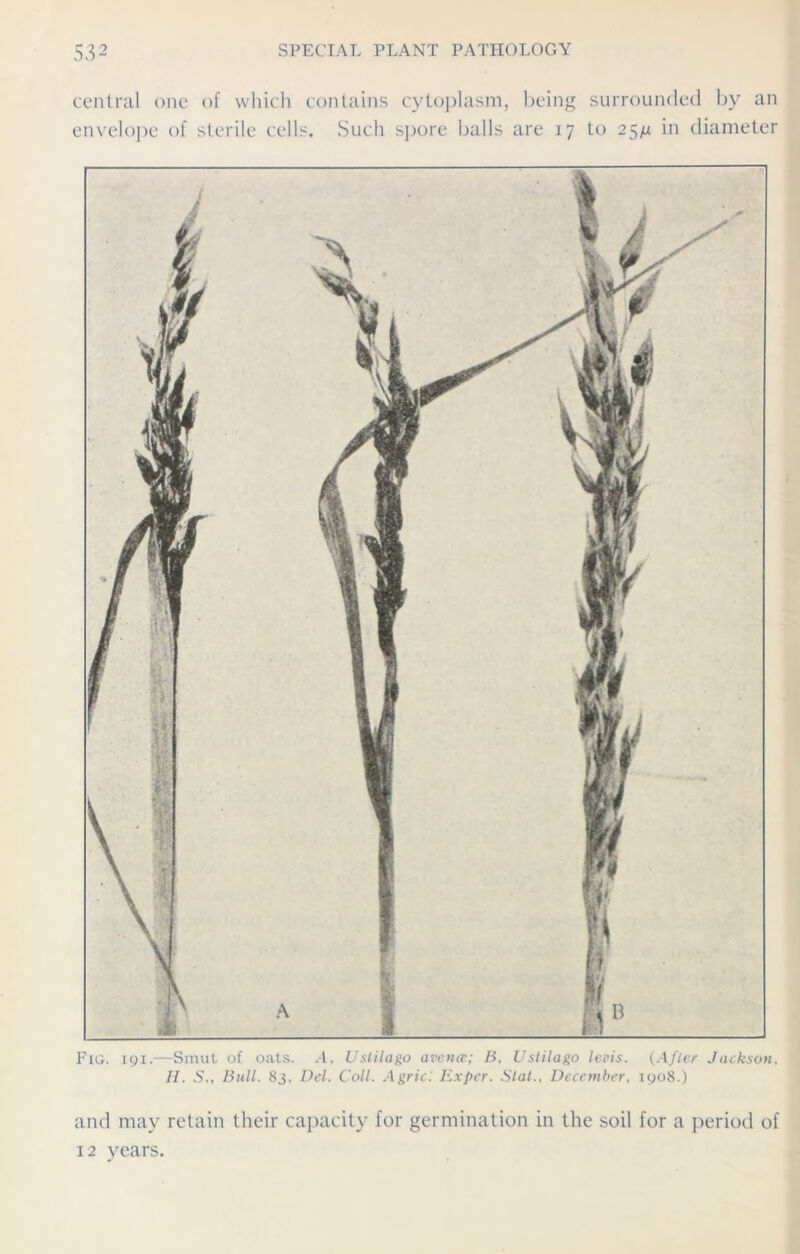 central one of which contains cytoplasm, being surrounded by an envelope of sterile cells. Such spore balls are 17 to 25^ in diameter Fui. 191.—Smut of oats. A, Uslilago avcnce; B, Uslilago levis. (After Jackson, II. S., Bull. 83, Del. Coll. AgriC. Expcr. Slat., December, 1908.) and may retain their capacity for germination in the soil for a period of 12 years.
