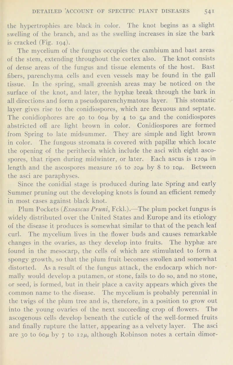 the hypertrophies are black in color. The knot begins as a slight swelling of the branch, and as the swelling increases in size the bark is cracked (Fig. 194). The mycelium of the fungus occupies the cambium and bast areas of the stem, extending throughout the cortex also. The knot consists of dense areas of the fungus and tissue elements of the host. Bast fibers, parenchyma cells and even vessels may be found in the gall tissue. In the spring, small greenish areas may be noticed on the surface of the knot, and later, the hyphae break through the bark in all directions and form a pseudoparenchymatous layer. This stomatic layer gives rise to the conidiospores, which are flexuous and septate. The conidiophores are 40 to 60/j, by 4 to and the conidiospores abstricted off are light brown in color. Conidiospores are formed from Spring to late midsummer. They are simple and light brown in color. The fungous stromata is covered with papillae which locate the opening of the perithecia which include the asci with eight asco- spores, that ripen during midwinter, or later. Each ascus is 120/x in length and the ascospores measure 16 to 20/jl by 8 to 10^. Between the asci are paraphyses. Since the conidial stage is produced during late Spring and early Summer pruning out the developing knots is found an efficient remedy in most cases against black knot. Plum Pockets (Exoascus Pruni, Fckl.).—The plum pocket fungus is widely distributed over the United States and Europe and its etiology of the disease it produces is somewhat similar to that of the peach leaf curl. The mycelium lives in the flower buds and causes remarkable changes in the ovaries, as they develop into fruits. The hyphae are found in the mesocarp, the cells of which are stimulated to form a spongy growth, so that the plum fruit becomes swollen and somewhat distorted. As a result of the fungus attack, the endocarp which nor- mally would develop a putamen, or stone, fails to do so, and no stone, or seed, is formed, but in their place a cavity appears which gives the common name to the disease. The mycelium is probably perennial in the twigs of the plum tree and is, therefore, in a position to grow out into the young ovaries of the next succeeding crop of flowers. The ascogenous cells develop beneath the cuticle of the well-formed fruits and finally rupture the latter, appearing as a velvety layer. The asci are 30 to 60n by 7 to 12^, although Robinson notes a certain dimor-