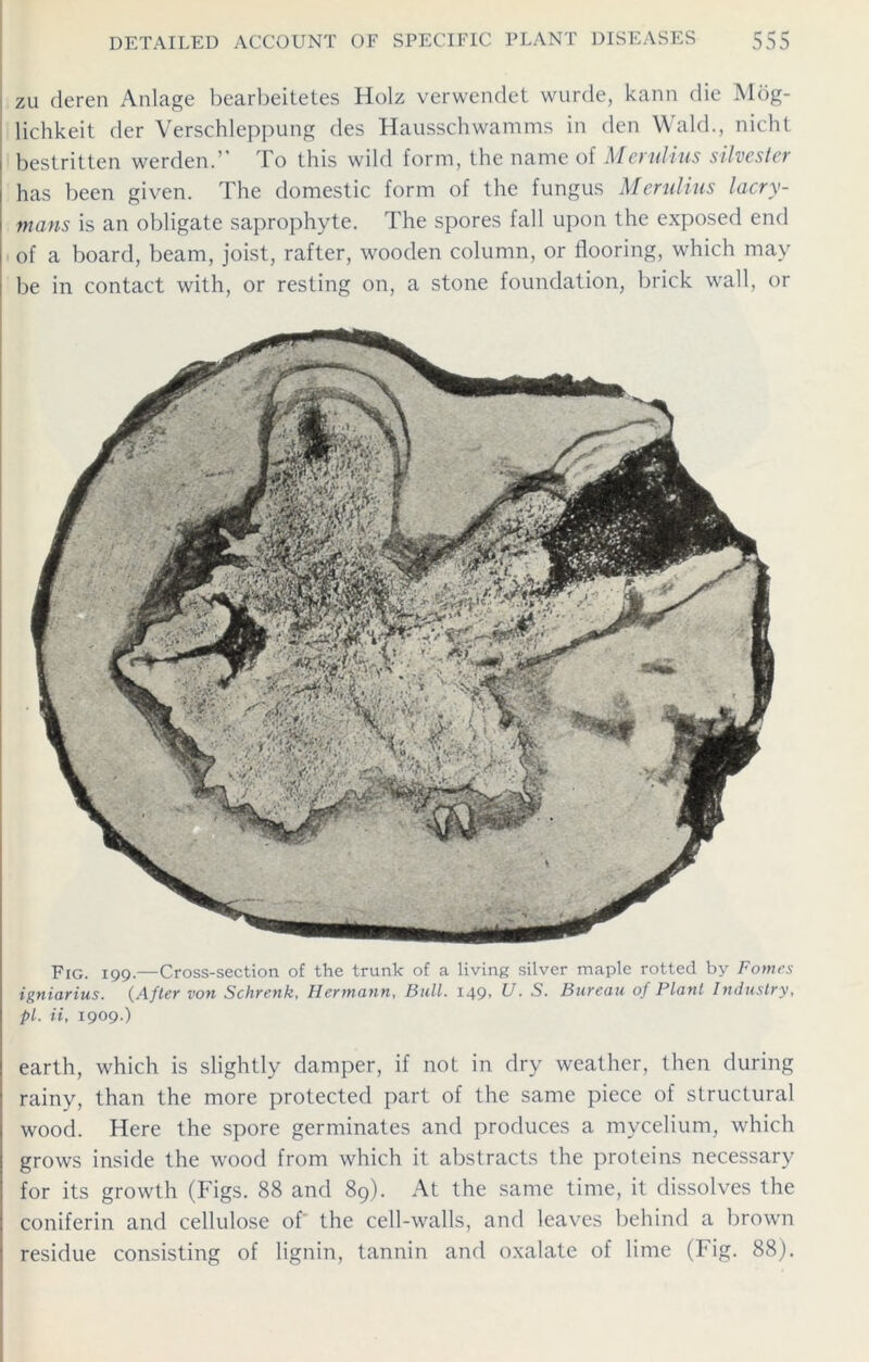 zu deren Anlage bearbeitetes Holz verwendet wurde, kann die Mog- lichkeit der Verschleppung des Hausschwamms in den Wald., nicht j bestritten werden.’’ To this wild form, the name of Merulius silvester 1 has been given. The domestic form of the fungus Merulius lacry- 1 mans is an obligate saprophyte. The spores fall upon the exposed end of a board, beam, joist, rafter, wooden column, or flooring, which may } be in contact with, or resting on, a stone foundation, brick wall, or Fig. 199.—Cross-section of the trunk of a living silver maple rotted by Forties igniarius. (After von Schrenk, Hermann, Bull. 149, U. S. Bureau of Plant Industry, pi. ii, 1909.) earth, which is slightly damper, if not in dry weather, then during rainy, than the more protected part of the same piece of structural wood. Here the spore germinates and produces a mycelium, which I grows inside the wood from which it abstracts the proteins necessary for its growth (Figs. 88 and 89). At the same time, it dissolves the coniferin and cellulose of' the cell-walls, and leaves behind a brown residue consisting of lignin, tannin and oxalate of lime (Fig. 88).