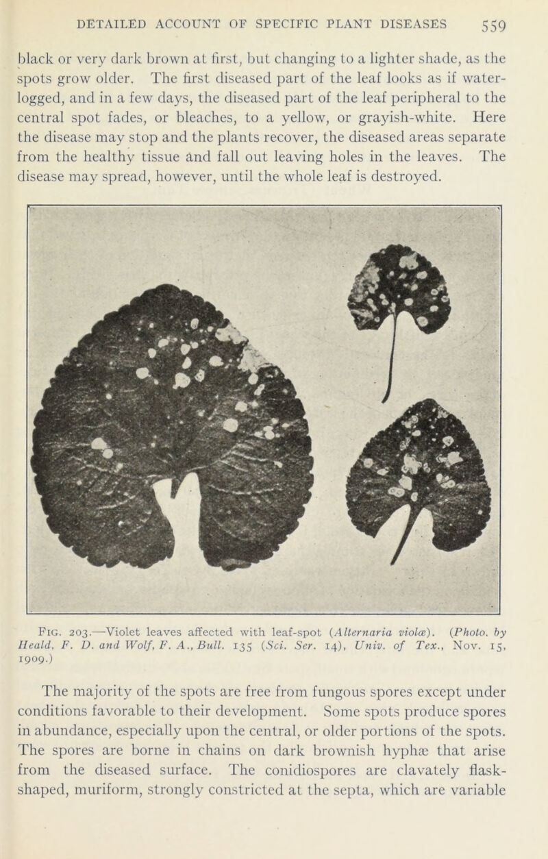 black or very dark brown at first, but changing to a lighter shade, as the spots grow older. The first diseased part of the leaf looks as if water- logged, and in a few days, the diseased part of the leaf peripheral to the central spot fades, or bleaches, to a yellow, or grayish-white. Here the disease may stop and the plants recover, the diseased areas separate from the healthy tissue and fall out leaving holes in the leaves. The disease may spread, however, until the whole leaf is destroyed. Fig. 203.—Violet leaves affected with leaf-spot (Alternaria viola;). (Photo, by Ileald, F. D. and Wolf, F. A., Bull. 135 (Sci. Ser. 14), Univ. of Tex., Nov. 15, 1909.) The majority of the spots are free from fungous spores except under conditions favorable to their development. Some spots produce spores in abundance, especially upon the central, or older portions of the spots. The spores are borne in chains on dark brownish hyphae that arise from the diseased surface. The conidiospores are clavately flask- shaped, muriform, strongly constricted at the septa, which are variable