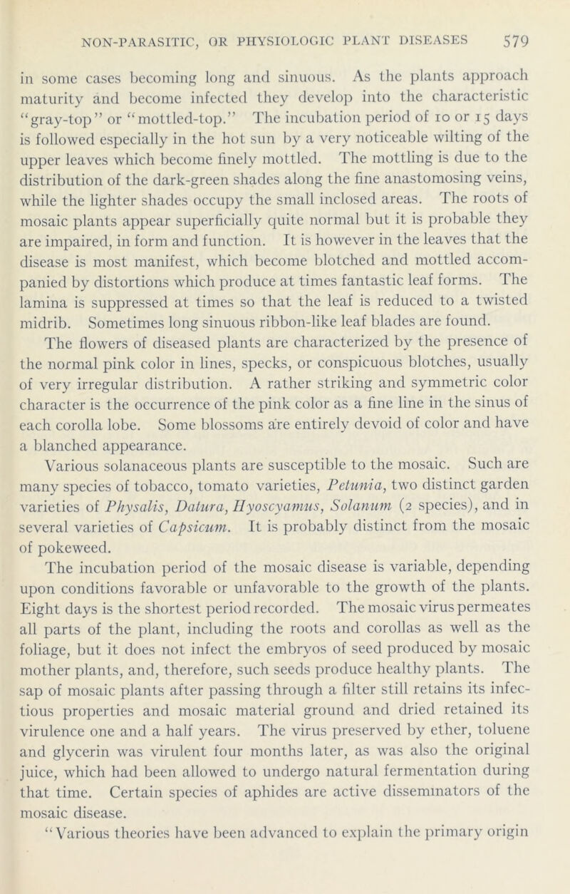 in some cases becoming long and sinuous. As the plants approach maturity and become infected they develop into the characteristic “gray-top” or “mottled-top.” The incubation period of io or 15 days is followed especially in the hot sun by a very noticeable wilting ol the upper leaves which become finely mottled. The mottling is due to the distribution of the dark-green shades along the fine anastomosing veins, while the lighter shades occupy the small inclosed areas. The roots of mosaic plants appear superficially quite normal but it is probable they are impaired, in form and function. It is however in the leaves that the disease is most manifest, which become blotched and mottled accom- panied by distortions which produce at times fantastic leaf forms. The lamina is suppressed at times so that the leaf is reduced to a twisted midrib. Sometimes long sinuous ribbon-like leaf blades are found. The flowers of diseased plants are characterized by the presence of the normal pink color in lines, specks, or conspicuous blotches, usually of very irregular distribution. A rather striking and symmetric color character is the occurrence of the pink color as a fine line in the sinus of each corolla lobe. Some blossoms are entirely devoid of color and have a blanched appearance. Various solanaceous plants are susceptible to the mosaic. Such are many species of tobacco, tomato varieties, Petunia, two distinct garden varieties of Physalis, Datura, Hyoscyamus, Solatium (2 species), and in several varieties of Capsicum. It is probably distinct from the mosaic of pokeweed. The incubation period of the mosaic disease is variable, depending upon conditions favorable or unfavorable to the growth of the plants. Eight days is the shortest period recorded. The mosaic virus permeates all parts of the plant, including the roots and corollas as well as the foliage, but it does not infect the embryos of seed produced by mosaic mother plants, and, therefore, such seeds produce healthy plants. The sap of mosaic plants after passing through a filter still retains its infec- tious properties and mosaic material ground and dried retained its virulence one and a half years. The virus preserved by ether, toluene and glycerin was virulent four months later, as was also the original juice, which had been allowed to undergo natural fermentation during that time. Certain species of aphides are active disseminators of the mosaic disease. “Various theories have been advanced to explain the primary origin