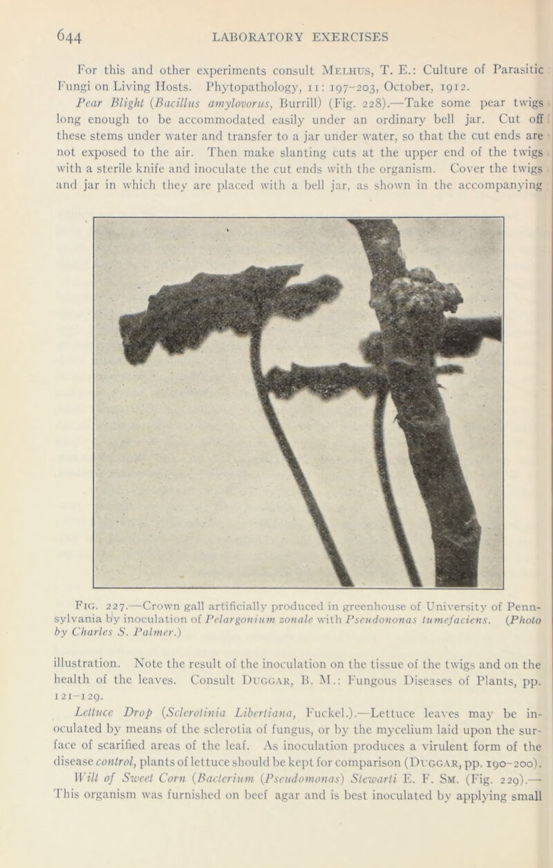 For this and other experiments consult Melhus, T. E.: Culture of Parasitic Fungi on Living Hosts. Phytopathology, n: 197-203, October, 1912. Pear Blight (Bacillus amylovorus, Burrill) (Fig. 228).—Take some pear twigs long enough to be accommodated easily under an ordinary bell jar. Cut off these stems under water and transfer to a jar under water, so that the cut ends are not exposed to the air. Then make slanting cuts at the upper end of the twigs 1 with a sterile knife and inoculate the cut ends with the organism. Cover the twigs and jar in which they are placed with a bell jar, as shown in the accompanying Fig. 227.—Crown gall artificially produced in greenhouse of University of Penn- sylvania by inoculation of Pelargonium zonale with Pseudononas lumefaciens. (Photo by Charles S. Palmer.) illustration. Note the result of the inoculation on the tissue of the twigs and on the health of the leaves. Consult Duggar, B. M.: Fungous Diseases of Plants, pp. 121-129. Lettuce Drop (Sclerotinia Libertiana, Fuckel.).—Lettuce leaves may be in- oculated by means of the sclerotia of fungus, or by the mycelium laid upon the sur- face of scarified areas of the leaf. As inoculation produces a virulent form of the disease control, plants of lettuce should be kept for comparison (Dvggar, pp. 190-200). Wilt of Sweet Corn (Bacterium (Pseudomonas) Stewarli E. F. Sm. (Fig. 229).— This organism was furnished on beef agar and is best inoculated by applying small