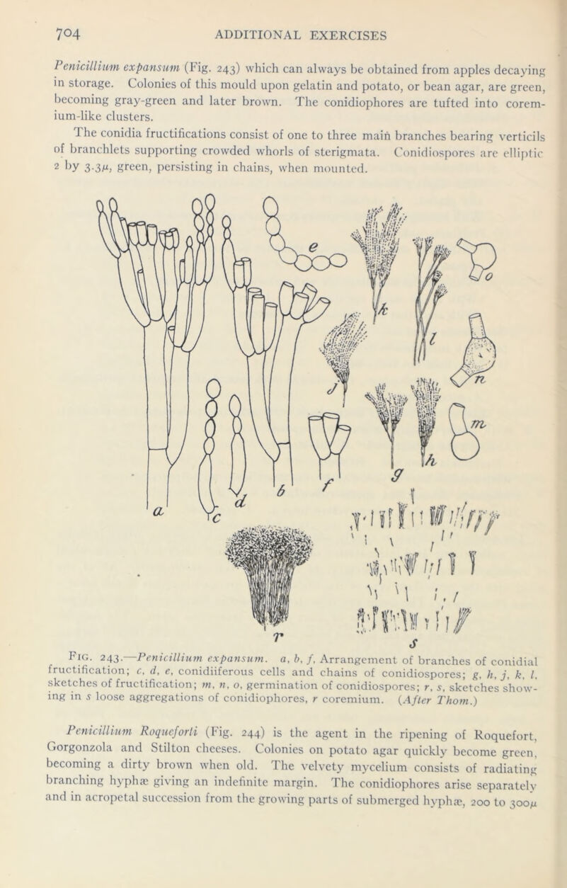 Penicillium expansum (Fig. 243) which can always be obtained from apples decaying in storage. Colonies of this mould upon gelatin and potato, or bean agar, are green, becoming gray-green and later brown. The conidiophores are tufted into corem- ium-like clusters. The conidia fructifications consist of one to three main branches bearing verticils of branchlets supporting crowded whorls of sterigmata. Conidiospores are elliptic 2 l>y 3-3M, green, persisting in chains, when mounted. Fic,. 243.—Penicillium expansum. a, b. /, Arrangement of branches of conidial fructification; c, d, e, conidiiferous cells and chains of conidiospores; g. h, j, k. 1. sketches of fructification; m, n, o, germination of conidiospores; r, s, sketches show- ing in .9 loose aggregations of conidiophores, r coremium. {After Thom.) Penicillium Roqueforti (Fig. 244) is the agent in the ripening of Roquefort, Gorgonzola and Stilton cheeses. Colonies on potato agar quickly become green becoming a dirty brown when old. The velvety mycelium consists of radiating branching hyphse giving an indefinite margin. The conidiophores arise separately and in acropetal succession from the growing parts of submerged hyphae, 200 to 300^