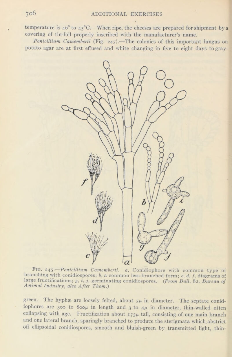 temperature is 40° to 45°C. When ripe, the cheeses are prepared for shipment by a covering of tin-foil properly inscribed with the manufacturer’s name. Penicillium Camcmbcrti (Fig. 245).—The colonies of this important fungus on potato agar are at first effused and white changing in five to eight days to gray- Fig. 245.—Penicillium Camcmbcrti. a, Conidiophore with common type of branching with conidiospores; b, a common less-branched form; c, d, f, diagrams of large fructifications; g, i, j, germinating conidiospores. (From Bull. 82, Bureau of Animal Industry, also After Thom.) green. The hyphae are loosely felted, about 5^ in diameter. The septate conid- iophores are 300 to 8oom in length and 3 to 4/1 in diameter, thin-walled often collapsing with age. Fructification about 175^ tall, consisting of one main branch and one lateral branch, sparingly branched to produce the sterigmata which abstrict off ellipsoidal conidiospores, smooth and bluish-green by transmitted light, thin-