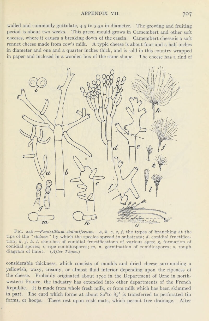 walled and commonly guttulate, 4.5 to 5.5m in diameter. The growing and fruiting period is about two weeks. This green mould grows in Camembert and other soft cheeses, where it causes a breaking down of the casein. Camembert cheese is a soft rennet cheese made from cow’s milk. A typic cheese is about four and a half inches in diameter and one and a quarter inches thick, and is sold in this country wrapped in paper and inclosed in a wooden box of the same shape. The cheese has a rind of Fig. 246.—Penicillium stoloniferum. a, b, c, e, f, the types of branching at the tips of the “stolons” by which the species spread in substrata; d, conidial fructifica- tion; h, j, k, l, sketches of conidial fructifications of various ages; g, formation of conidial spores; i, ripe conidiospores; m, n, germination of conidiospores; o, rough diagram of habit. (After Thom.) considerable thickness, which consists of moulds and dried cheese surrounding a yellowish, waxy, creamy, or almost fluid interior depending upon the ripeness of the cheese. Probably originated about 1791 in the Department of Orne in north- western France, the industry has extended into other departments of the French Republic. It is made from whole fresh milk, or from milk which has been skimmed in part. The curd which forms at about 8o°to 85° is transferred to perforated tin forms, or hoops. These rest upon rush mats, which permit free drainage. After