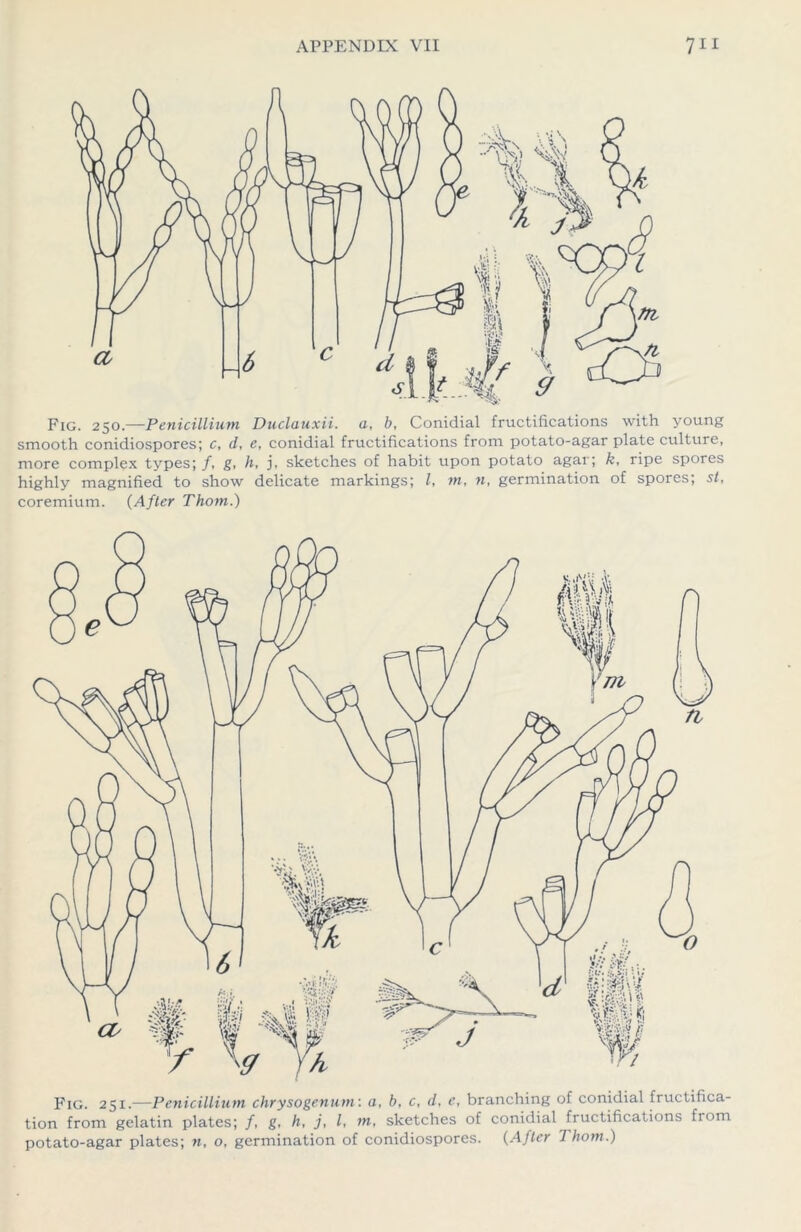 Fig. 250.—Penicillium Duclauxii. a, b, Conidial fructifications with young smooth conidiospores; c, d, e, conidial fructifications from potato-agar plate culture, more complex types; /, g, h, j, sketches of habit upon potato agar; k, ripe spores highly magnified to show delicate markings; l, m, n, germination of spores; st, coremium. (After Thom.) Fig. 251.—Penicillium chrysogenum: a, b, c, d, e, branching of conidial fructifica- tion from gelatin plates; /, g, h, j, l, m, sketches of conidial fructifications from potato-agar plates; n, o, germination of conidiospores. (After Thom.)