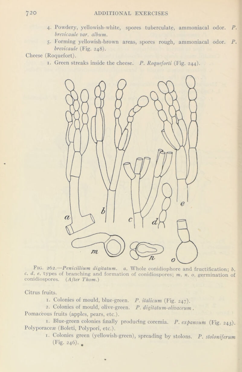 4. Powdery, yellowish-white, spores tuberculate, ammoniacal odor. P. brevicaule var. album. 5. Forming yellowish-brown areas, spores rough, ammoniacal odor. P. brevicaule (Fig. 248). Cheese (Roquefort). 1. Green streaks inside the cheese. P. Roqueforli (Fig. 244). Fig. 262. Penicillium digitatum. a. Whole conidiophore and fructification; b, c, d, e, types of branching and formation of conidiospores; m, n, o, germination of conidiospores. (After Thom.) Citrus fruits. 1. Colonies of mould, blue-green. P. italicum (Fig. 247). 2. Colonies of mould, olive-green. P. digitatum-olivaceum. Pomaceous fruits (apples, pears, etc.). 1. Blue-green colonies finally producing coremia. P. expausum (Fig. 243). Polyporaceie (Boleti, Polypori, etc.). 1. Colonics green (yellowish-green), spreading by stolons. P. stolon if crurn (Fig. 246). .