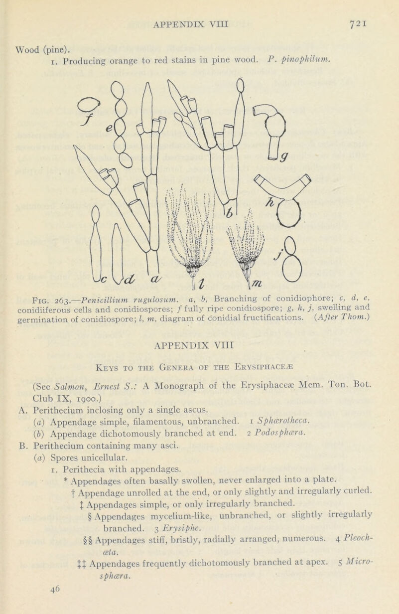 Wood (pine). 1. Producing orange to red stains in pine wood. P. pinophilum. Fig. 263.—Penicillium rugulosum. a, b, Branching of conidiophore; c, d, e, conidiiferous cells and conidiospores; / fully ripe conidiospore; g, h, j, swelling and germination of conidiospore; l, m, diagram of conidial fructifications. (After Thom.) APPENDIX VIII Keys to the Genera of the Erysiphace.® (See Salmon, Ernest S.: A Monograph of the Erysiphacea; Mem. Ton. Bot. Club IX, 1900.) A. Perithecium inclosing only a single ascus. (a) Appendage simple, filamentous, unbranched. 1 Sphcerotheca. (b) Appendage dichotomously branched at end. 2 Podospheera. B. Perithecium containing many asci. (a) Spores unicellular. 1. Perithecia with appendages. * Appendages often basally swollen, never enlarged into a plate, f Appendage unrolled at the end, or only slightly and irregularly curled. J Appendages simple, or only irregularly branched. § Appendages mycelium-like, unbranched, or slightly irregularly branched. 3 Erysiphc. §§ Appendages stiff, bristly, radially arranged, numerous. 4 ]yleoch- cela. tt Appendages frequently dichotomously branched at apex. 5 Micro- spheera. 46