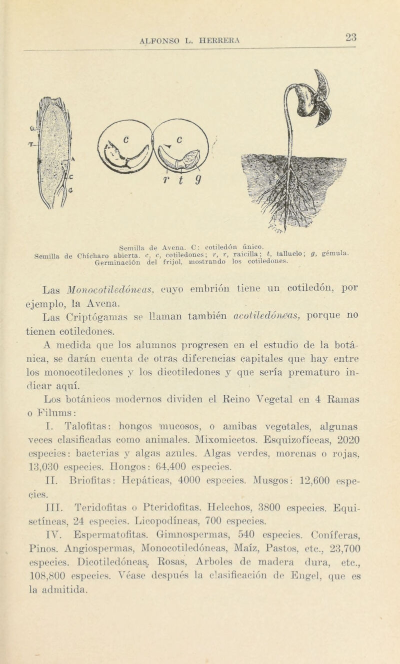 Semilla de Avena. C: cotiledón único. Semilla de Chícharo abierta, c, c, cotiledones; r, r, raicilla; t, talluelo; g, gémula. Germinación del frijol, mostrando los cotiledones. Las Monocotiledóneas, cuyo embrión tiene un cotiledón, por ejemplo, la Avena. Las Criptógamas se llaman también acotiledóneas, porque no tienen cotiledones. A medida que los alumnos progresen en el estudio de la botá¬ nica, se darán cuenta de otras diferencias capitales que hay entre los monocotiledones y los dicotiledones y que sería prematuro in¬ dicar aquí. Los botánicos modernos dividen el Reino Vegetal en 4 Ramas o Filums: I. Talofitas: hongos 'mucosos, o amibas vegetales, algunas veces clasificadas como animales. Mixomicetos. Esquizofíceas, 2020 especies: bacterias y algas azules. Algas verdes, morenas o rojas, 13,030 especies. Hongos: 64.400 especies. II. Briofitas: Hepáticas, 4000 especies. Musgos- 12,600 espe¬ cies. III. Teridofítas o Pteridofitas. Heléchos, 3800 especies. Equi- setíneas, 24 especies. Licopodíneas, 700 especies. IV. Espermatofitas. Gimnospermas, 540 especies. Coniferas, Pinos. Angiospermas, Monocotiledóneas, Maíz, Pastos, etc., 23,700 especies. Dicotiledóneas,. Rosas, Arboles de madera dura, etc., 108,800 especies. Véase después la clasificación de Engel, que es la admitida.