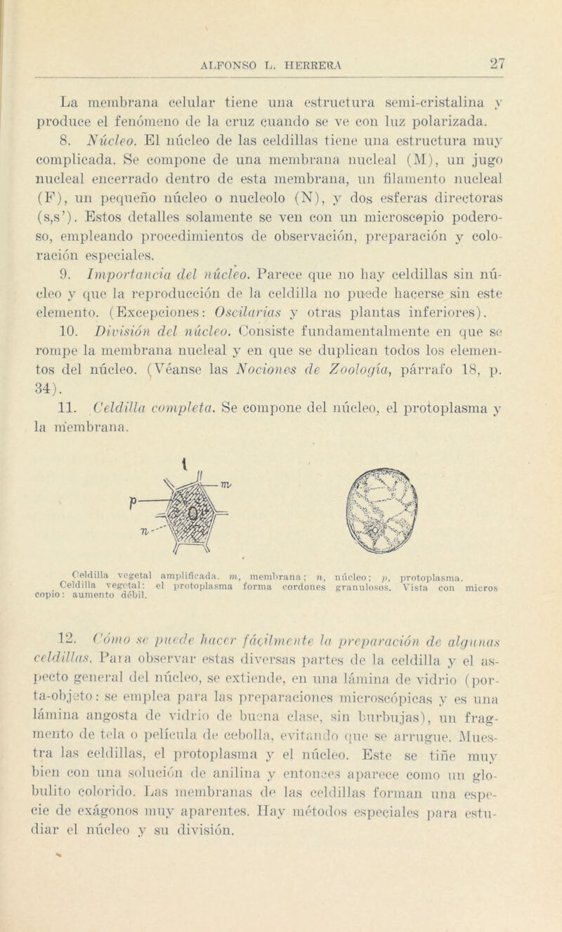 La membrana celular tiene una estructura semi-cristalina y produce el fenómeno de la cruz cuando se ve con luz polarizada. 8. Núcleo. El núcleo de las celdillas tiene una estructura muy complicada. Se compone de una membrana nueleal (M), un jugo nucleal encerrado dentro de esta membrana, un filamento nueleal (F), un pequeño núcleo o nucléolo (N), y dos esferas directoras (s,s’). Estos detalles solamente se ven con un microscopio podero¬ so, empleando procedimientos de observación, preparación y colo¬ ración especiales. 9. Importancia del núcleo. Parece que no hay celdillas sin nú¬ cleo y que la reproducción de la celdilla no puede hacerse sin este elemento. (Excepciones: Oscilarías y otras plantas inferiores). 10. División del núcleo. Consiste fundamentalmente en que se rompe la membrana nueleal y en que se duplican todos los elemen¬ tos del núcleo. (Véanse las Nociones de Zoología, párrafo 18, p. 34). 11. Celdilla completa. Se compone del núcleo, el protoplasma y la membrana. t Celdilla vegetal amplificada, m, membrana; n, núcleo; p, protoplasma. Celdilla vegetal: el protoplasma forma cordones granulosos. Vista con micros copio: aumento débil. 12. Cómo se puede hacer fácilmente la preparación de algunas ta-objeto: se emplea para las preparaciones microscópicas y es una lámina angosta de vidrio de buena clase, sin burbujas), un frag¬ mento de tela o película de cebolla, evitando que se arrugue. Mues¬ tra las celdillas, el protoplasma y el núcleo. Este se tiñe muy bien con una solución de anilina y entonces aparece como un glo- bulito colorido. Las membranas de las celdillas forman una espe¬ cie de exágonos muy aparentes. Hay métodos especiales para estu¬ diar el núcleo y su división.