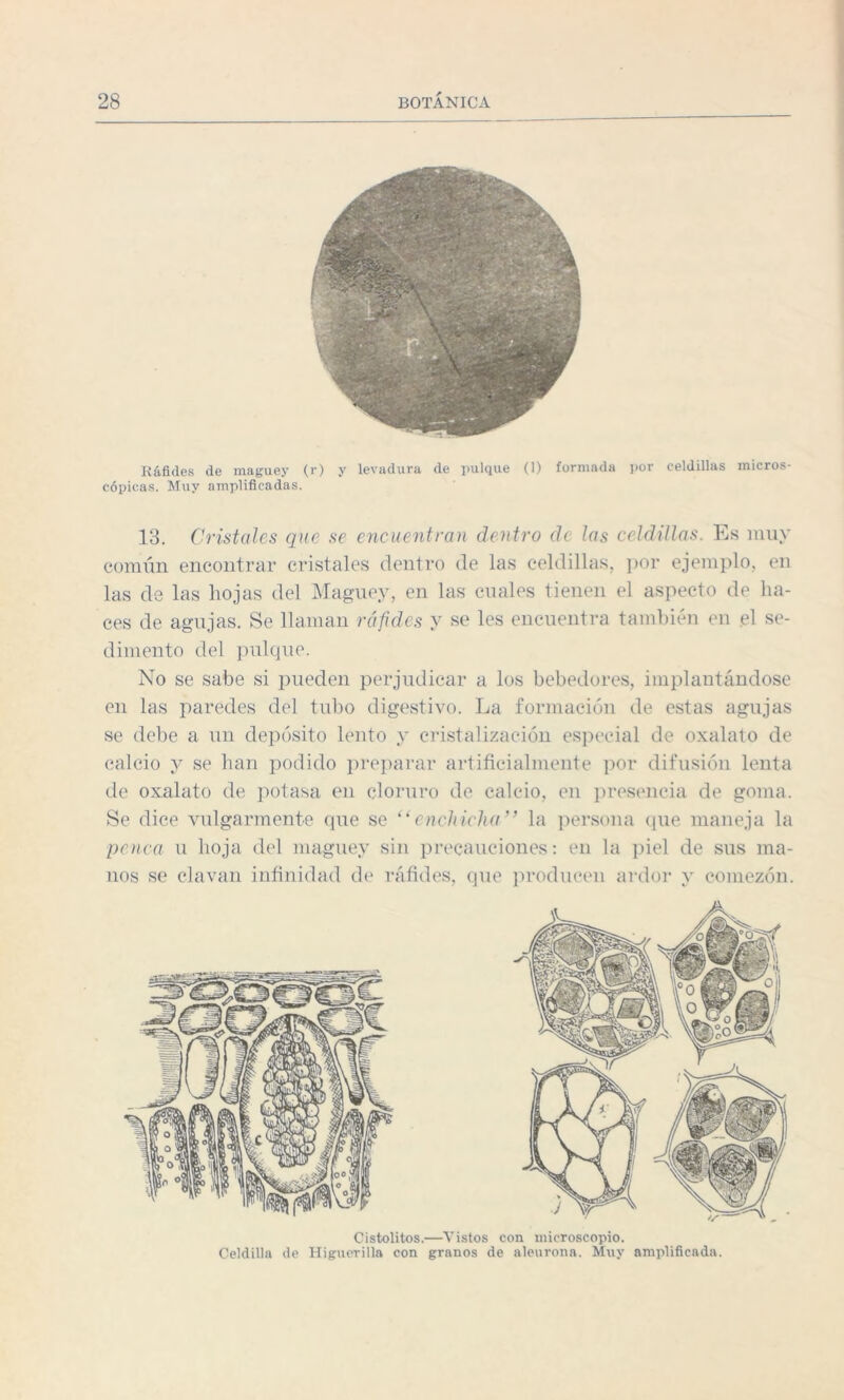 Ráfides de maguey (r) y levadura de pulque (1) formada por celdillas micros¬ cópicas. Muy amplificadas. 13. Cristales que se encuentran dentro de las celdillas. Es muy común encontrar cristales dentro de las celdillas, por ejemplo, en las de las hojas del Maguey, en las cuales tienen el aspecto de ha¬ ces de agujas. Se llaman ráfides y se les encuentra también en el se¬ dimento del pulque. No se sabe si pueden perjudicar a los bebedores, implantándose en las paredes del tubo digestivo. La formación de estas agujas se debe a un depósito lento y cristalización especial de oxalato de calcio y se han podido preparar artificialmente por difusión lenta de oxalato de potasa en cloruro de calcio, en presencia de goma. Se dice vulgarmente que se “enchicha’’ la persona que maneja la poica u hoja del maguey sin precauciones: en la piel de sus ma¬ nos se clavan infinidad de ráfides, que producen ardor y comezón. Cistolitos.—Vistos con microscopio. Celdilla de Higuerilla con granos de aleurona. Muy amplificada.