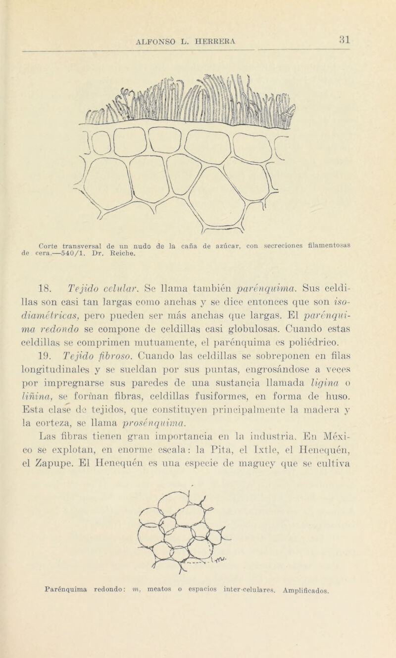 Corte transversal de un nudo de la caña de azúcar, con secreciones filamentosas de cera.—540/1. Dr. Reiche. 18. Tejido celular. Se llama también parénquima. Sus celdi¬ llas son casi tan largas como anchas y se dice entonces que son iso- diamétricas, pero pueden ser más anchas que largas. El par en qui¬ ma redondo se compone de celdillas casi globulosas. Cuando estas celdillas se comprimen mutuamente, el parénquima es poliédrico. 19. Tejido fibroso. Cuando las celdillas se sobreponen en tilas longitudinales y se sueldan por sus puntas, engrosándose a veces por impregnarse sus paredes de una sustancia llamada ligina o liñina, se forman fibras, celdillas fusiformes, en forma de huso. Esta clase de tejidos, que constituyen principalmente la madera y la corteza, se llama prosénquima. Las fibras tienen gran importancia en la industria. En Méxi¬ co se explotan, en enorme escala: la Pita, el Ixtle, el Henequén, el Zapupe. El Henequén es una especie de maguey que se cultiva Parénquima redondo: m, meatos o espacios intercelulares. Amplificados.