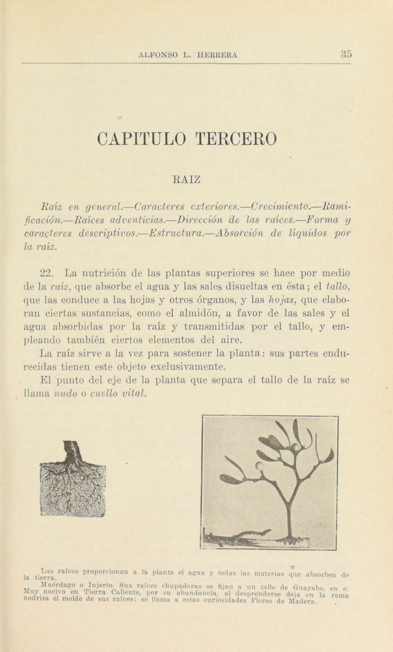 CAPITULO TERCERO RAIZ Raíz en general.—Caracteres exteriores.—Crecimiento.—Rami¬ ficación.—Raíces adventicias.—Dirección de las raíces.—Forma y caracteres descriptivos.—Estructura.—Absorción de líquidos por la raíz. 22. La nutrición de las plantas superiores se hace por medio de la raíz, que absorbe el agua y las sales disueltas en ésta; el tallo, cpie las conduce a las hojas y otros órganos, y las hojas, que elabo¬ ran ciertas sustancias, como el almidón, a favor de las sales y el agua absorbidas por la raíz y transmitidas por el tallo, y em¬ pleando también ciertos elementos del aire. La raíz sirve a la vez para sostener la planta: sus partes endu¬ recidas tienen este objeto exclusivamente. El punto del eje de la planta que separa el tallo de la raíz se llama nudo o cuello vital. Las raíces proporcionan a la planta el agua y todas las materias que absorben de ííi tierra. Muérdago o Injerto. Sus raíces chupadoras se fijan a un tallo de Guayabo en a Muy nocivo en Tierra Caliente, por su abundancia, al desprenderse deja en ]¡i rama nodriza el molde de sus raíces: se llama a estas curiosidades Flores de Madera.