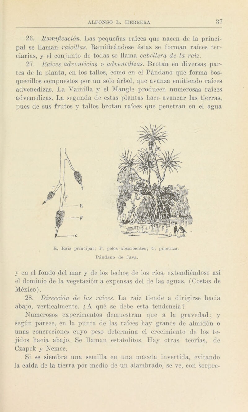 26. Ramificación. Las pequeñas raíces que nacen de la princi¬ pal se llaman raicillas. Ramificándose éstas se forman raíces ter¬ ciarias, y el conjunto de todas se llama cabellera de la raíz. 27. Raíces adventicias o advenedizas. Brotan en diversas par¬ tes de la planta, en los tallos, como en el Pándano que forma bos- quecillos compuestos por un solo árbol, que avanza emitiendo raíces advenedizas. La Vainilla y el Mangle producen numerosas raíces advenedizas. La segunda de estas plantas hace avanzar las tierras, pues de sus frutos y tallos brotan raíces que penetran en el agua R, Raíz principal; P, pelos absorbentes; C, pilorriza. Pándano de Java. y en el fondo del mar y de los lechos de los ríos, extendiéndose así el dominio de la vegetación a expensas del de las aguas. (Costas de México). 28. Dirección de las raíces. La raíz tiende a dirigirse liacia abajo, verticalmente. ¿A qué se debe esta tendencia? Numerosos experimentos demuestran que a la gravedad; y según parece, en la punta de las raíces hay granos de almidón o unas concreciones cuyo peso determina el crecimiento de los te¬ jidos hacia abajo. Se llaman estatolitos. Hay otras teorías, de Czapek y Nemec. Si se siembra una semilla en una maceta invertida, evitando la caída de la tierra por medio de un alambrado, se ve, con sorpre-