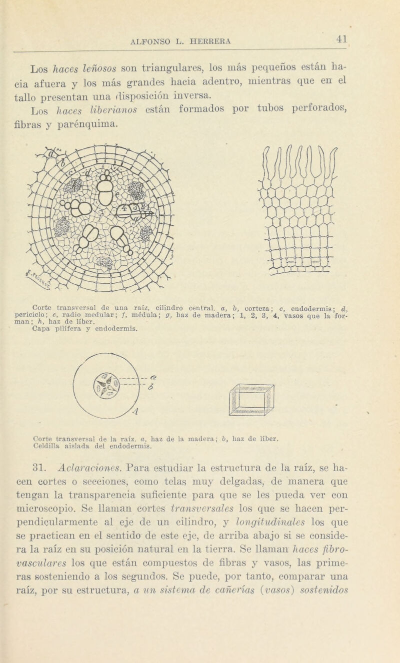 Los haces leñosos son triangulares, los más pequeños están ha¬ cia afuera y los más graneles hacia adentro, mientras que en el tallo presentan una disposición inversa. Los haces libértanos están formados por tubos peífoiados, fibras y parénquima. Corte transversal de una raíz, cilindro central, a, b, corteza; c, endodermis; d, periciclo; e, radio medular; f, médula; g, haz de madera; i, 2, 3, 4, vasos que la for¬ man; h, haz de líber. Capa pilífera y endodermis. Corte transversal de la raíz, a, haz de la madera; b, haz de líber. Celdilla aislada del endodermis. 31. Aclaraciones. Para estudiar la estructura de la raíz, se ha¬ cen cortes o secciones, como telas muy delgadas, de manera que tengan la transparencia suficiente para que se les pueda ver con microscopio. Se llaman cortes transversales los que se hacen per¬ pendicularmente al eje de un cilindro, y longitudinales los que se practican en el sentido de este eje, de arriba abajo si se conside¬ ra la raíz en su posición natural en la tierra. Se llaman haces fibro- vasculares los que están compuestos de fibras y vasos, las prime¬ ras sosteniendo a los segundos. Se puede, por tanto, comparar una raíz, por su estructura, a vn sistema de cañerías (vasos) sostenidos