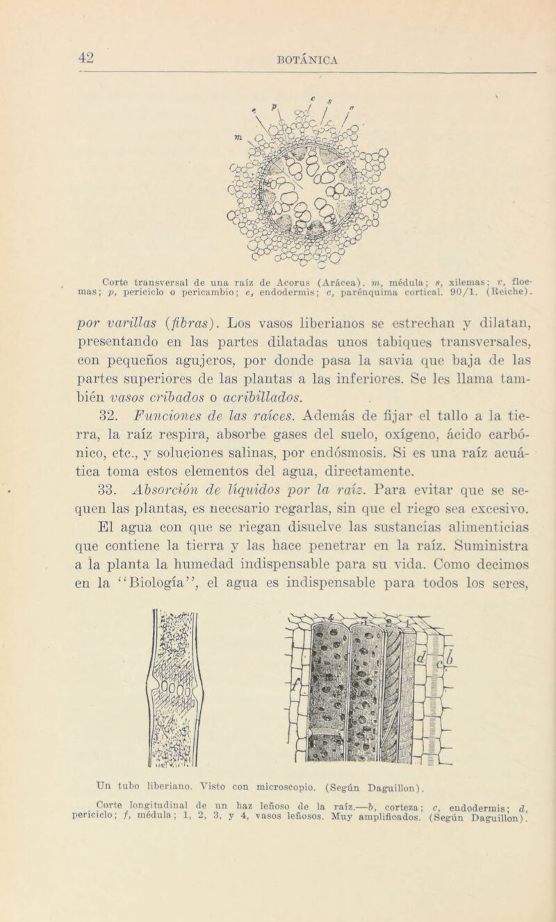 Corte transversal de una raíz de Acorus (Arácea). m, médula; s, xilemas; v, floe¬ mas; p, periciclo o pericambio; e, endodermis; c, parénquima cortical. 90/1. (Reiche). por varillas (fibras). Los vasos liberianos se estrechan y dilatan, presentando en las partes dilatadas unos tabiques transversales, con pequeños agujeros, por donde pasa la savia que baja de las partes superiores de las plantas a las inferiores. Se les llama tam¬ bién vasos cribados o acribillados. 32. Funciones de las raíces. Además de fijar el tallo a la tie¬ rra, la raíz respira, absorbe gases del suelo, oxígeno, ácido carbó¬ nico, etc., y soluciones salinas, por endósmosis. Si es una raíz acuá¬ tica toma estos elementos del agua, directamente. 33. Absorción de líquidos por la raíz. Para evitar que se se¬ quen las plantas, es necesario regarlas, sin que el riego sea excesivo. El agua con que se riegan disuelve las sustancias alimenticias que contiene la tierra y las hace penetrar en la raíz. Suministra a la planta la humedad indispensable para su vida. Como decimos en la “Biología”, el agua es indispensable para todos los seres, Un tubo liberiano. Visto con microscopio. (Según Daguillon). Porte longitudinal de un haz leñoso de la raíz.—b, corteza \ c, endodermis* d periciclo, /, médula, 1, 2, 3, y 4, vasos leñosos. Muy amplificados. (Según Daguillon).