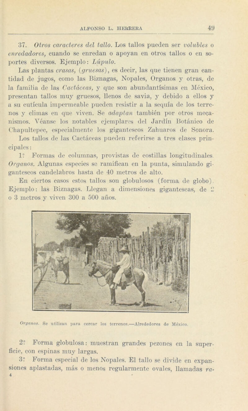 37. Otros caracteres del tallo. Los tallos pueden ser volubles o enredadores, cuando se enredan o apoyan en otros tallos o en so¬ portes diversos. Ejemplo: Lúpulo. Las plantas crasas, (gruesas), es decir, las que tienen gran can¬ tidad de jugos, como las Biznagas, Nopales, Organos y otras, de la familia de las Cactáceas, y que son abundantísimas en México, presentan tallos muy gruesos, llenos de savia, y debido a ellos y a su cutícula impermeable pueden resistir a la sequía de los terre¬ nos y climas en que viven. Se adaptan también por otros meca¬ nismos. Véanse los notables ejemplares del Jardín Botánico de Chapultepec, especialmente los gigantescos Zahuaros de Sonora. Los tallos de las Cactáceas pueden referirse a tres clases prin¬ cipales : 1? Formas de columnas, provistas de costillas longitudinales Organos. Algunas especies se ramifican en la punta, simulando gi¬ gantescos candelabros hasta de 40 metros de alto. En ciertos casos estos tallos son globulosos (forma de globo). Ejemplo: las Biznagas. Llegan a dimensiones gigantescas, de 2 o 3 metros y viven 300 a 500 años. Organos. Se utilizan para cercar los terrenos.—Alrededores de México. 2? Forma globulosa: muestran grandes pezones en la super¬ ficie, con espinas muy largas. 3? Forma especial de los Nopales. El tallo se divide en expan¬ siones aplastadas, más o menos regularmente ovales, llamadas ra- 4 *
