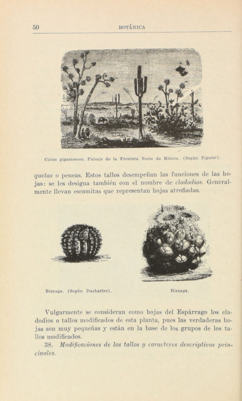 Cirios gigantescos. Paisaje do la Frontera Norte de México. (Según Figuier). quetas o pencas. Estos tallos desempeñan las funciones de las ho¬ jas: se les designa también con el nombre de cladodios. General¬ mente llevan escandías que representan hojas atrofiadas. Biznaga. (Según Duchartre). Biznaga. Vulgarmente se consideran como hojas del Espárrago los cla¬ dodios o tallos modificados de esta planta, pues las verdaderas ho¬ jas son muy pequeñas y están en la base de los grupos de los ta¬ llos modificados. 38. Modificaciones de los tallos y caracteres descriptivos prin¬ cipales.