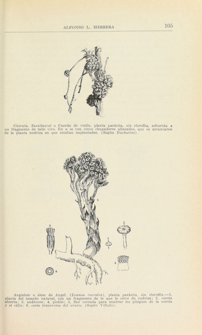 Cuscuta, Zacatlaxcal o Cuerda de violín, planta parásita, sin clorofila, adherida a un fragmento de tallo vivo. En a se ven cinco chupadores alineados, que se arrancaron de la planta nodriza en que estaban implantados. (Según Ducliartre). Angielote o elote de Angel. (Lennoa roerulea), planta parásita, sin clorofila.—1, planta del tamaño natural, con un fragmento de la que le sirve de nodriza; 2, corola abierta; 3, androceo; 4, pistilo; 5, flor cerrada para mostrar los pliegues de la corola y el cáliz; 6, corte transverso del ovario. (Según Villada).