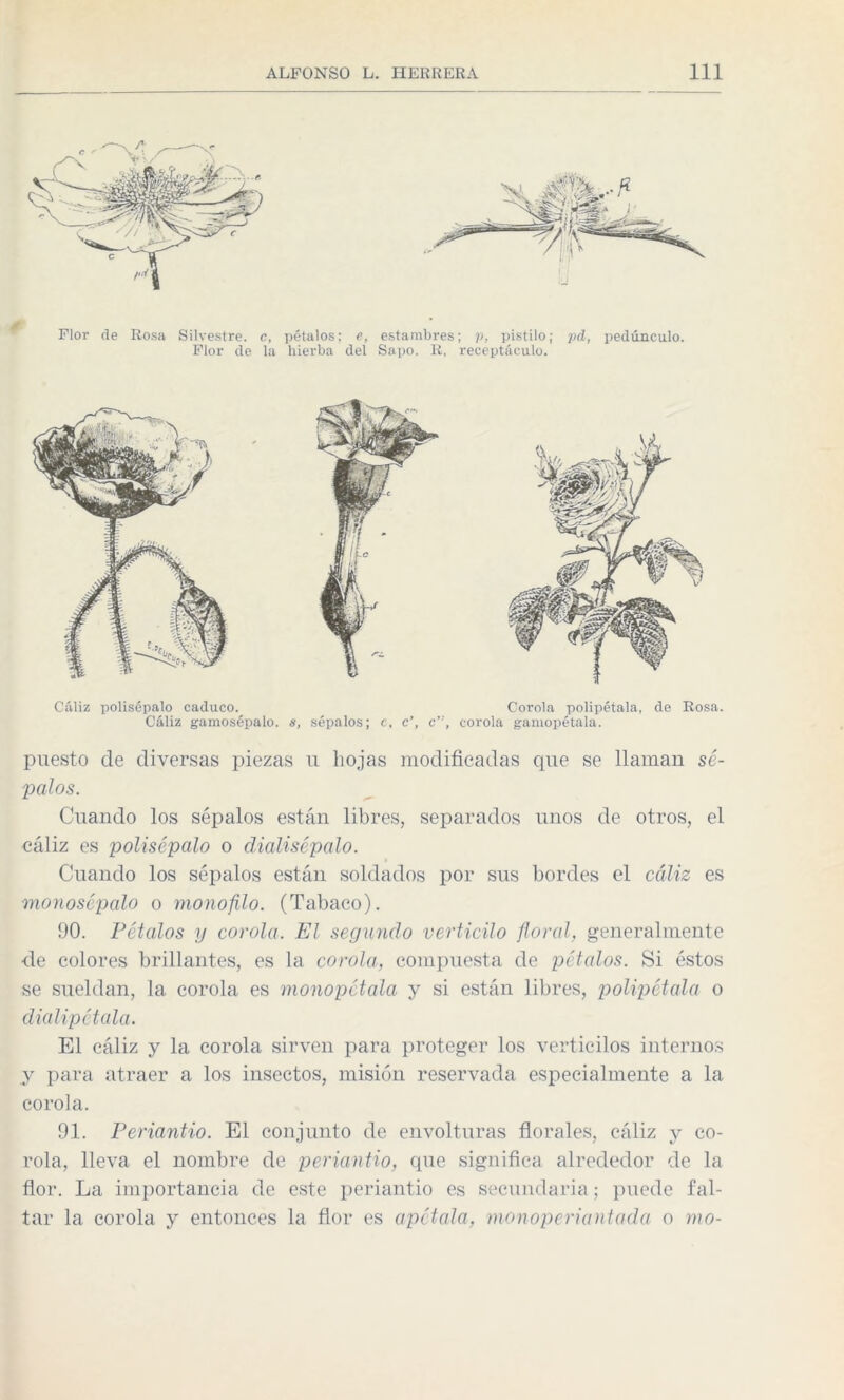 Flor de Rosa Silvestre, c, pétalos; e, estambres; p, pistilo; pd, pedúnculo. Flor de la hierba del Sapo. R. receptáculo. Cáliz polisépalo caduco. Cáliz gamosépalo. s, sépalos; Corola polipétala, de Rosa. c, c’, c”, corola gamopétala. puesto de diversas piezas u hojas modificadas cpie se llaman sé¬ palos. Cuando los sépalos están libres, separados unos de otros, el cáliz es polisépalo o dialisépalo. Cuando los sépalos están soldados por sus bordes el cáliz es monosépalo o monofilo. (Tabaco). 90. Pétalos y corola. El segundo verticilo floral, generalmente de colores brillantes, es la corola, compuesta de pétalos. Si éstos se sueldan, la corola es monopétala y si están libres, polipétala o dialipétala. El cáliz y la corola sirven para proteger los verticilos internos y para atraer a los insectos, misión reservada especialmente a la corola. 91. Periantio. El conjunto de envolturas florales, cáliz y co¬ rola, lleva el nombre de periantio, que significa alrededor de la flor. La importancia de este periantio es secundaria; puede fal¬ tar la corola y entonces la flor es apétala, monoperiantada o mo-