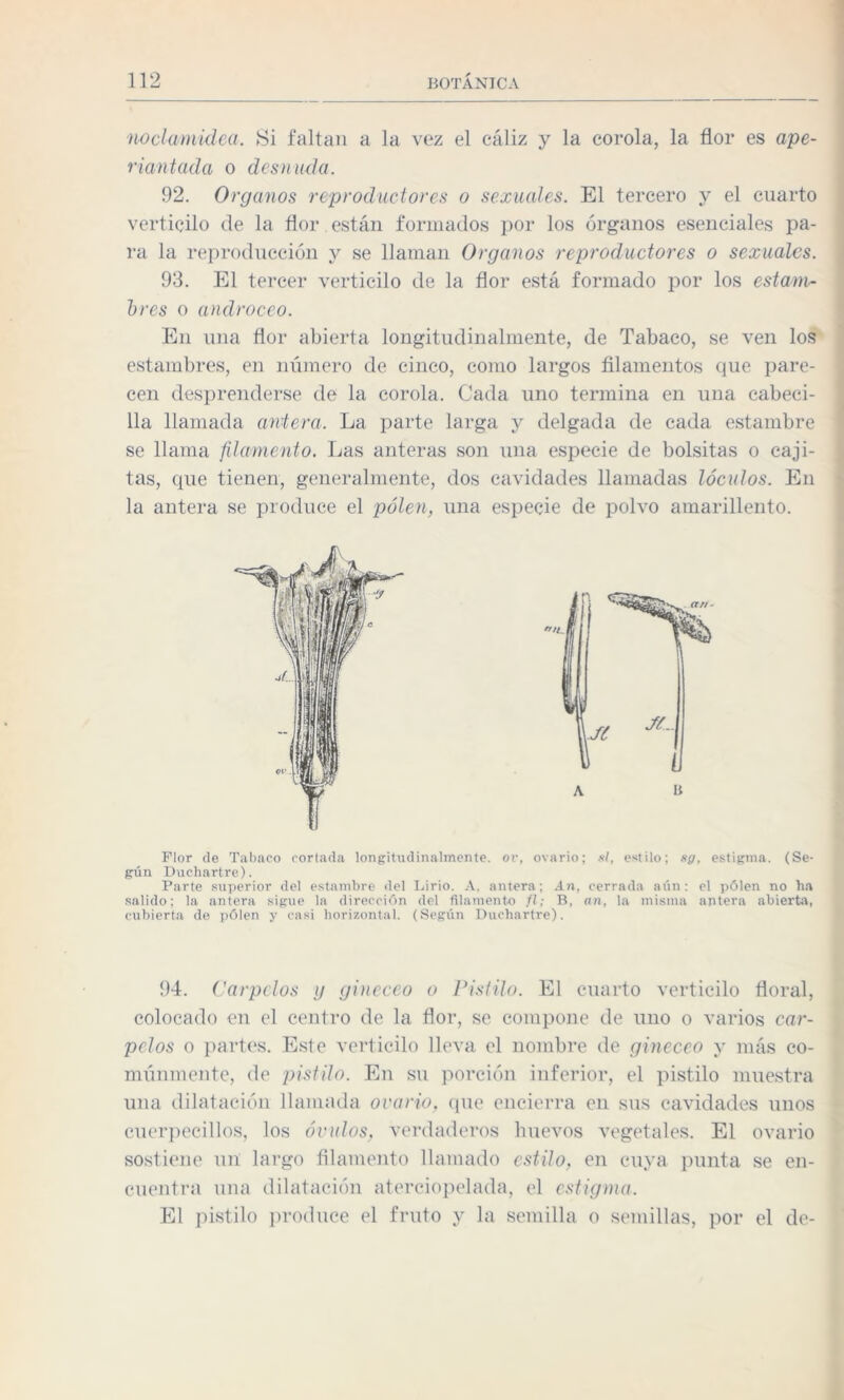 noclamidea. Si faltan a la vez el cáliz y la corola, la flor es ape- riantada o desnuda. 92. Organos reproductores o sexuales. El tercero y el cuarto verticilo de la flor están formados por los órganos esenciales pa¬ ra la reproducción y se llaman Organos reproductores o sexuales. 93. El tercer verticilo de la flor está formado por los estam¬ bres o androceo. En una flor abierta longitudinalmente, de Tabaco, se ven los estambres, en número de cinco, como largos filamentos que pare¬ cen desprenderse de la corola. Cada uno termina en una cabeci¬ lla llamada antera. La parte larga y delgada de cada estambre se llama filamento. Las anteras son una especie de bolsitas o caji- tas, que tienen, generalmente, dos cavidades llamadas lóculos. En la antera se produce el polen, una especie de polvo amarillento. Flor de Tabaco cortada longitudinalmente, ov, ovario; si, estilo; »g, estigma. (Se¬ gún Duchartre). Parte superior del estambre del Lirio. A. antera; An, cerrada aún: el pólen no ha salido; la antera sigue la dirección del filamento fl; B, an, la misma antera abierta, cubierta de pólen y casi horizontal. (Según Duchartre). 94. Carpelos g gineceo o Pistilo. El cuarto verticilo floral, colocado en el centro de la flor, se compone de uno o varios car¬ pelos o partes. Este verticilo lleva el nombre de gineceo y más co¬ múnmente, de pistilo. En su porción inferior, el pistilo muestra una dilatación llamada ovario, que encierra en sus cavidades unos cuerpeeillos, los óvulos, verdaderos huevos vegetales. El ovario sostiene un largo filamento llamado estilo, en cuya punta se en¬ cuentra una dilatación aterciopelada, el estigma. El pistilo produce el fruto y la semilla o semillas, por el de-