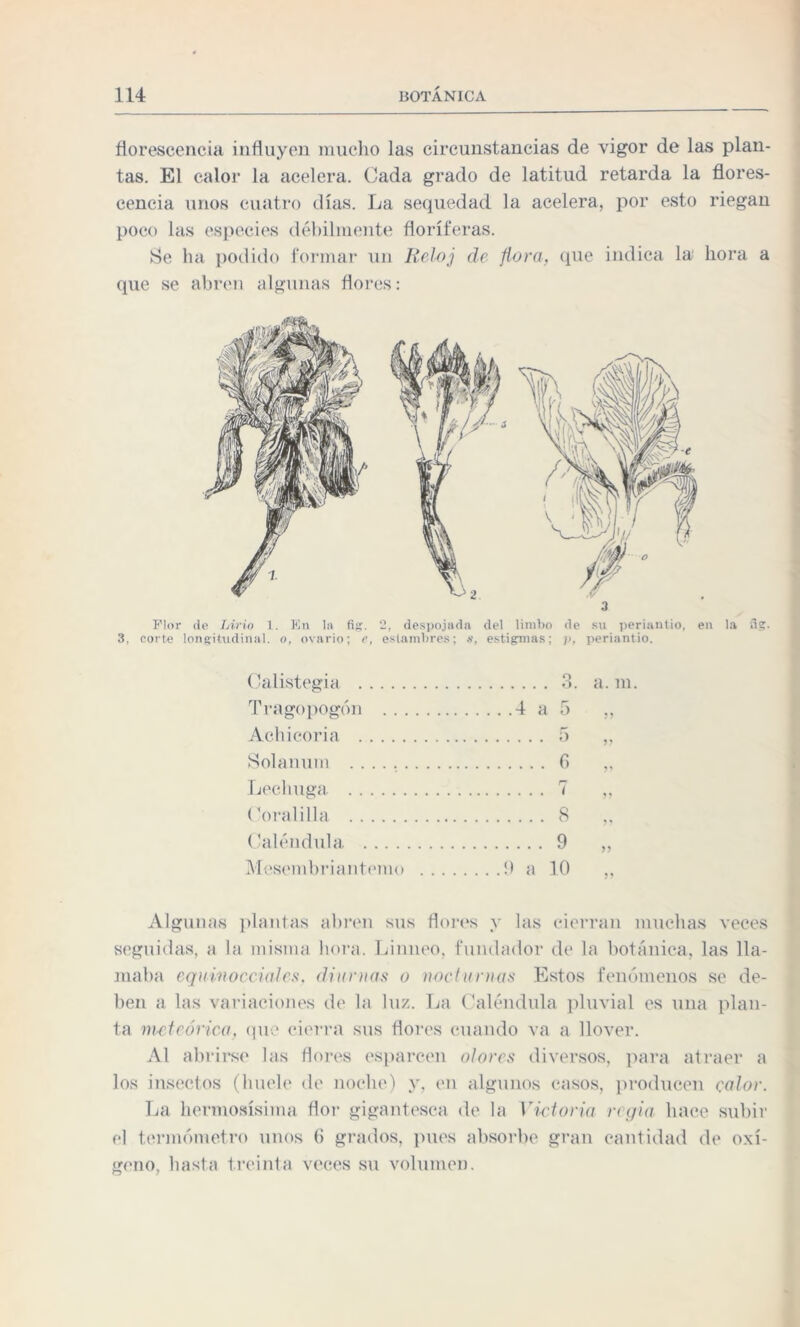 florescencia influyen mucho las circunstancias de vigor de las plan¬ tas. El calor la acelera. Cada grado de latitud retarda la flores¬ cencia unos cuatro días. La sequedad la acelera, por esto riegan poco las especies débilmente floríferas. Se ha podido formar un Reloj de fiara, que indica la hora a que se abren algunas flores: 3 Flor de Lirio 1. En la fig. 2, despojada del limbo de su periantio, en la flg. 3, corte longitudinal, o, ovario; e, estambres; s, estigmas; p, periantio. Calistegia . Tragopogón .. Achicoria . Solanum Lechuga. Coralilla . Caléndula .... Mesembriantemo .4 a O O. 5 5 0 .... 8 .... 9 9 a 10 a. m. Algunas plantas abren sus flores y las cierran muchas veces seguidas, a la misma hora. Linneo, fundador de la botánica, las lla¬ maba equinocciales. diurnas o noel urnas Estos fenómenos se de¬ ben a las variaciones de la luz. La Caléndula pluvial es una plan¬ ta meteórica, que cierra sus flores cuando va a llover. Al abrirse las flores esparcen olores diversos, para atraer a los insectos (huele de noche) y, en algunos casos, producen calor. La hermosísima flor gigantesca de la Victoria regia hace subir el termómetro unos 6 grados, pues absorbe gran cantidad de oxí¬ geno, hasta treinta veces su volumen.