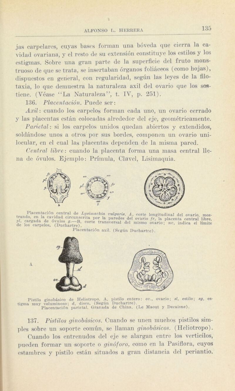 jas carpelares, cuyas bases forman una bóveda que cierra la ca¬ vidad ovariana, y el resto de su extensión constituye los estilos y los estigmas. Sobre una gran parte de la superficie del fruto mons¬ truoso de que se trata, se insertaban órganos foliáceos (como hojas), dispuestos en general, con regularidad, según las leyes de la filo- taxia, lo que demuestra la naturaleza axil del ovario que los sos¬ tiene. (Véase ‘'La Naturaleza”, t. IV, p. 251). 136. Placentación. Puede ser: Axil: cuando los carpelos forman cada uno, un ovario cerrado y las placentas están colocadas alrededor del eje, geométricamente. Parietal: si los carpelos unidos quedan abiertos y extendidos, soldándose unos a otros por sus bordes, componen un ovario uni- locular, en el cual las placentas dependen de la misma pared. Central libre: cuando la placenta forma una masa central lle¬ na de óvulos. Ejemplo: Prímula, Clavel, Lisimaquia. de L>.,simarllia vulgaris. A, norte longitudinal del ovario, mos- t./, ’ ,cavidad circunscrita por la paredes del ovario fr, la placenta central libre, de los carpefol (Duchfrtre®’. C°rte transversal del mismo ovario ¡ indica el «“«e Placentación axil. (Según Duchartre). Pistilo ginobásico de Heliotropo. A, pistilo entero: ov., ovario; si, estilo; sg, es¬ tigma muy voluminoso; d, disco. (Según Duchartre). Placentación parietal. Granada de China. (Le Maout y Decaisne). 137. Pistilos ginobásicos. Cuando se unen muchos pistilos sim¬ ples sobre un soporte común, se llaman ginobásicos. (Heliotropo). Cuando los entrenudos del eje se alargan entre los verticilos, pueden formar un soporte o ginóforo, como en la Pasiflora, cuyos estambres y pistilo están situados a gran distancia del periantio.