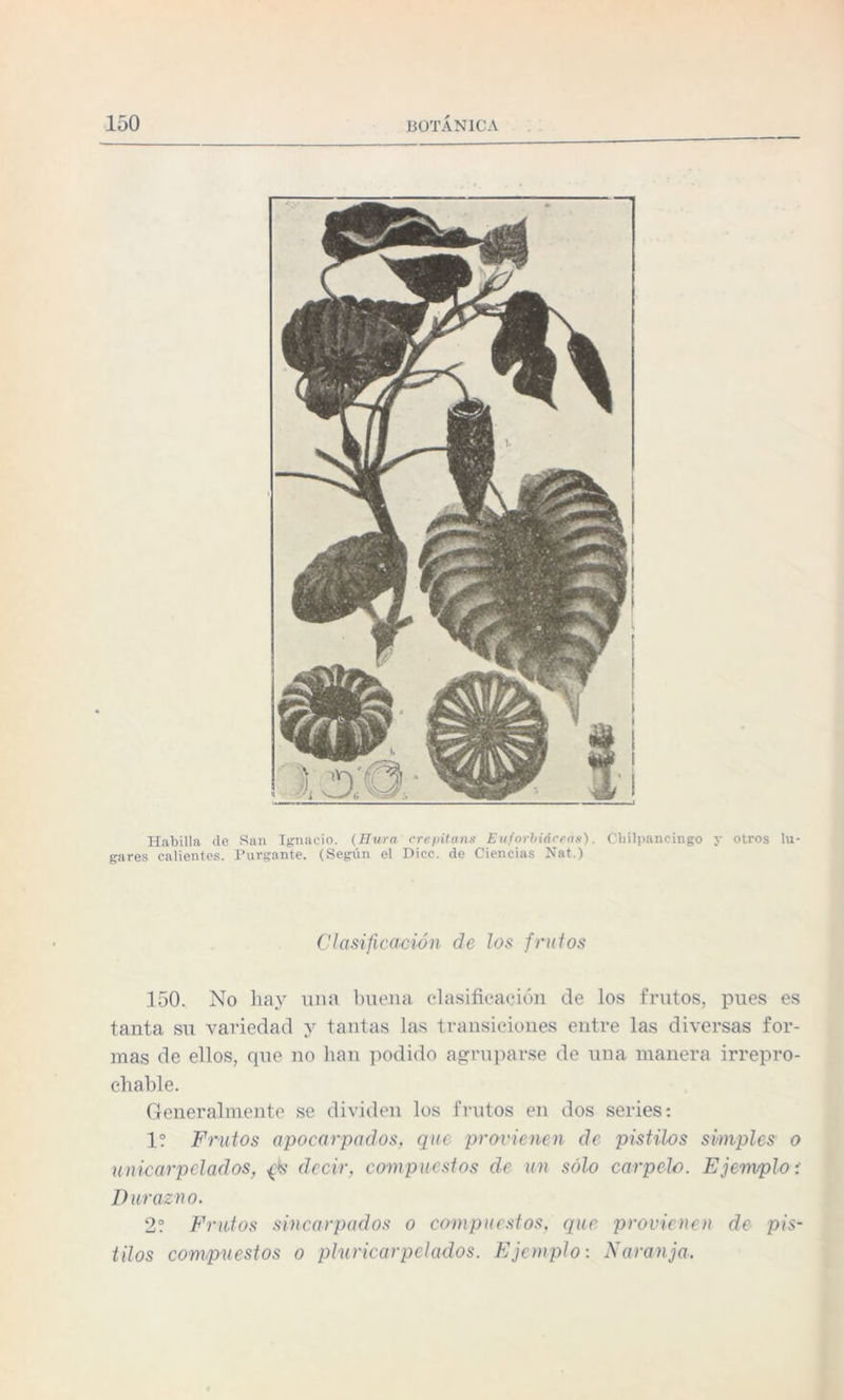 Habilla de San Ignacio. (Hura crepitans Euforbiáceas'). Cliilpancingo y otros lu¬ gares calientes. Purgante. (Según el Dice, de Ciencias Nat.) Clasificación de los frutos 150. No hay una buena clasificación de los frutos, pues es tanta su variedad y tantas las transiciones entre las diversas for¬ mas de ellos, que no han podido agruparse de una manera irrepro¬ chable. Generalmente se dividen los frutos en dos series: 1? Frutos apocarpados. que provienen de pistilos simples o unicarpelados, {js decir, compuestos de un sólo carpelo. Ejemploi Durazno. 2? Frutos sincarpados o compuestos. que provienen de pis¬ tilos compuestos o pluricarpelados. Ejemplo: Naranja.