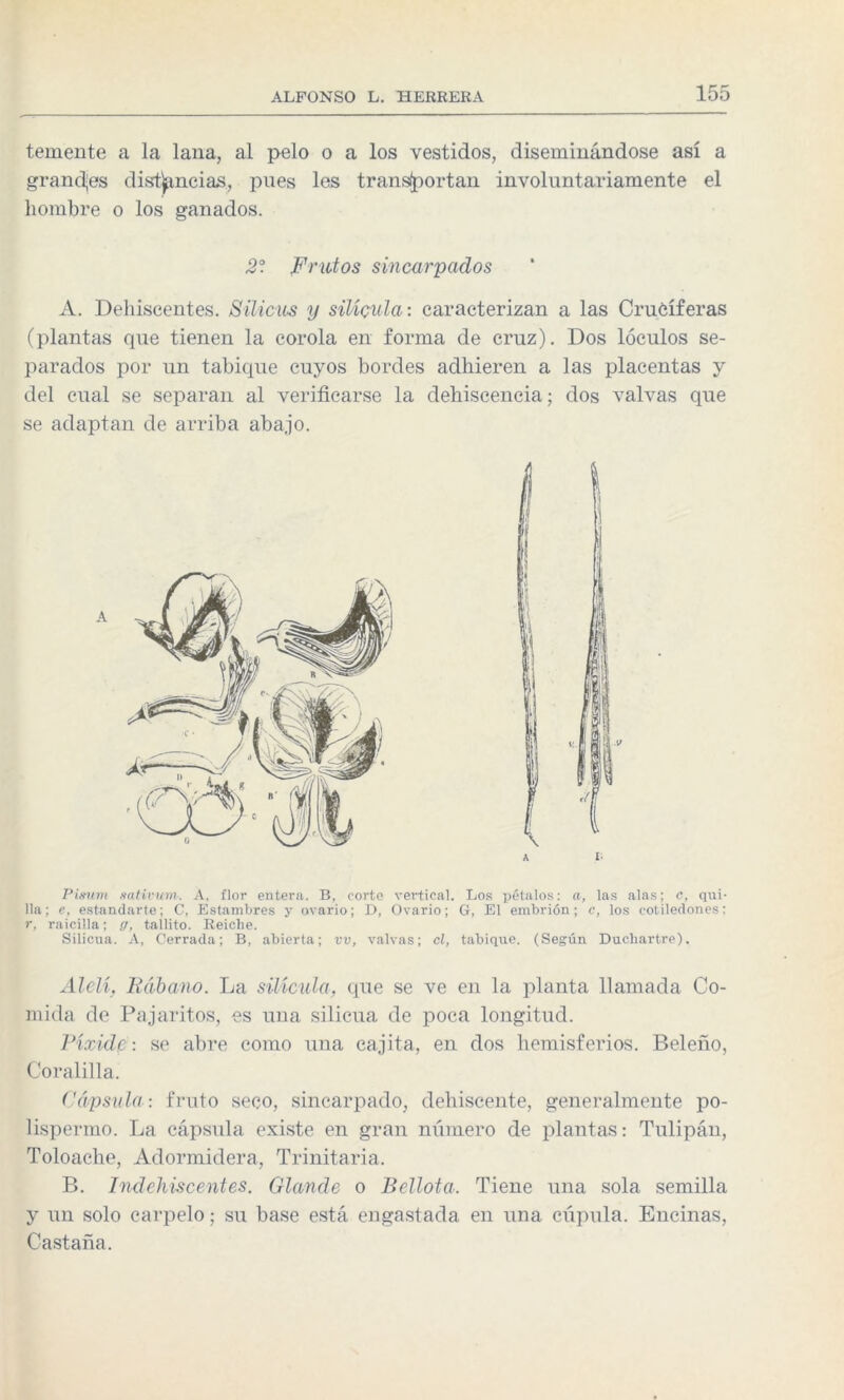 teniente a la lana, al pelo o a los vestidos, diseminándose así a grandjes distancias, pues les transportan involuntariamente el hombre o los ganados. 2°. Frutos sincarpados A. Dehiscentes. Silicus y sitíenla: caracterizan a las Cruciferas (plantas que tienen la corola en forma de cruz). Dos lóculos se¬ parados por un tabique cuyos bordes adhieren a las placentas y del cual se separan al verificarse la dehiscencia; dos valvas que se adaptan de arriba abajo. Pisum sativum. A, flor entera. B, corto vertical. Los pétalos: a, las alas; c, qui¬ lla: e, estandarte; C, Estambres y ovario; D, Ovario; Gr, El embrión; c, los cotiledones: r, raicilla; g, tallito. Reiclie. Silicua. A, Cerrada; B, abierta; vv, valvas; el, tabique. (Según Ducliartre). Alelí, Rábano. La silícula, que se ve en la planta llamada Co¬ mida de Pajaritos, es una silicua de poca longitud. Píxide: se abre como una cajita, en dos hemisferios. Beleño, Coralilla. Cápsula-, fruto seco, sincarpado, dehiscente, generalmente po- lispermo. La cápsula existe en gran número de plantas: Tulipán, Toloache, Adormidera, Trinitaria. B. Indehiscentes. Glande o Bellota. Tiene una sola semilla y un solo carpelo; su base está engastada en una cúpula. Encinas, Castaña.