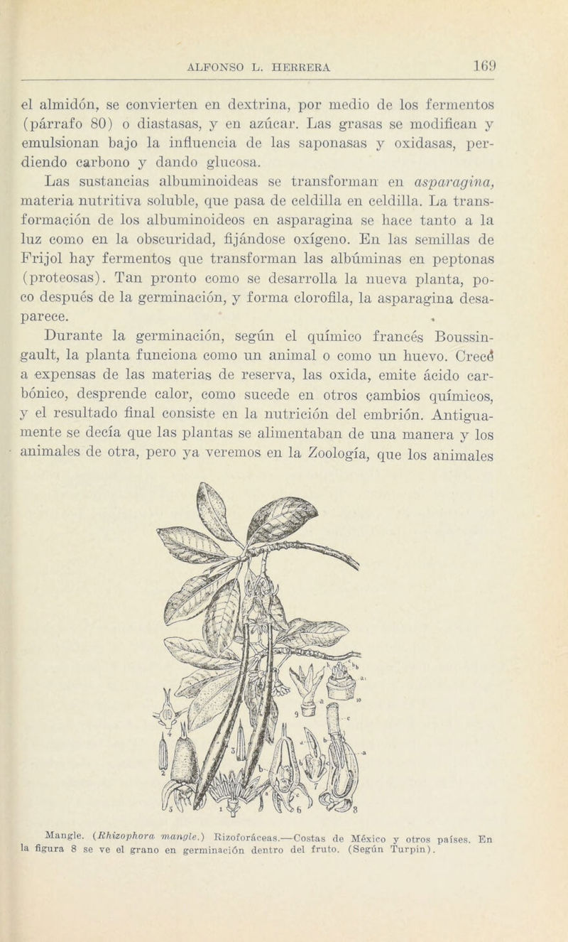 el almidón, se convierten en dextrina, por medio de los fermentos (párrafo 80) o diastasas, y en azúcar. Las grasas se modifican y emulsionan bajo la influencia de las saponasas y oxidasas, per¬ diendo carbono y dando glucosa. Las sustancias albuminoideas se transforman en asparagina, materia nutritiva soluble, que pasa de celdilla en celdilla. La trans¬ formación de los albuminoideos en asparagina se hace tanto a la luz como en la obscuridad, fijándose oxígeno. En las semillas de Frijol hay fermentos que transforman las albúminas en peptonas (proteosas). Tan pronto como se desarrolla la nueva planta, po¬ co después de la germinación, y forma clorofila, la asparagina desa¬ parece. Durante la germinación, según el químico francés Boussin- gault, la planta funciona como un animal o como un huevo. Crecó a expensas de las materias de reserva, las oxida, emite ácido car¬ bónico, desprende calor, como sucede en otros cambios químicos, y el resultado final consiste en la nutrición del embrión. Antigua¬ mente se decía que las plantas se alimentaban de una manera y los animales de otra, pero ya veremos en la Zoología, que los animales Mangle. (Rhizophora mangle.) Rizoforáceas.—Costas de México y otros países. En la figura 8 se ve el grano en germinación dentro del fruto. (Según Turpin).