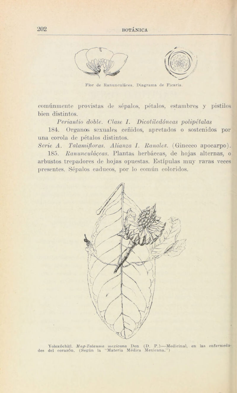 Flor de Ranunculáeea. Diagrama de Ficaria. comúnmente provistas de sépalos, pétalos, estambres y pistilos bien distintos. Periantio doble. Clase I. Dicotiledóneas polipétalas 184. Organos sexuales ceñidos, apretados o sostenidos por una corola de pétalos distintos. Serie A. Talamifloras. Alianza i. Ranales. (Gineceo apocarpo). 185. Ranunculáceas. Plantas herbáceas, de hojas alternas, o arbustos trepadores de hojas opuestas. Estípulas muy raras veces presentes. Sépalos caducos, por lo común coloridos. Yoloxóchitl. Maff-Talaumci mexicana Don (D. P.)—Medicinal, en las enfermeda¬ des del corazón. (Según la “Materia Médica Mexicana.”)