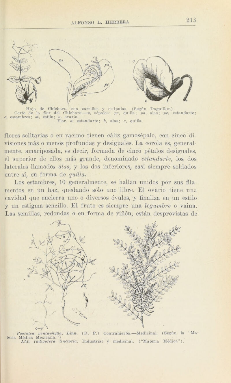 ( Hoja de Chícharo, con zarcillos y estípulas. (Según Daguillon). Corte de la flor del Chícharo.—s, sépalos; pe, quilla; pa, alas; pe, estandarte e, estambres; st, estilo; o, ovario. Flor, a, estandarte; b, alas; c, quilla. flores solitarias o en racimo tienen cáliz gamosépalo, con cinco di¬ visiones más o menos profundas y desiguales. La corola es, general¬ mente, amariposada, es decir, formada de cinco pétalos desiguales, el superior de ellos más grande, denominado estandarte, los dos laterales llamados alas, y los dos inferiores, casi siempre soldados entre sí, en forma de quilla. Los estambres, 10 generalmente, se hallan unidos por sus fila¬ mentos en un haz, quedando sólo uno libre. El ovario tiene una cavidad que encierra uno o diversos óvulos, y finaliza en un estilo y un estigma sencillo. El fruto es siempre una legumbre o vaina. Las semillas, redondas o en forma de riñón, están desprovistas de I’soralea pentaphyüa, Linn. (D. P.) Contrahierba.—Medicinal, (Según la “Ma¬ teria Médica Mexicana.”) Añil Indigofera tinctoria. Industrial y medicinal. (“Materia Médica”).