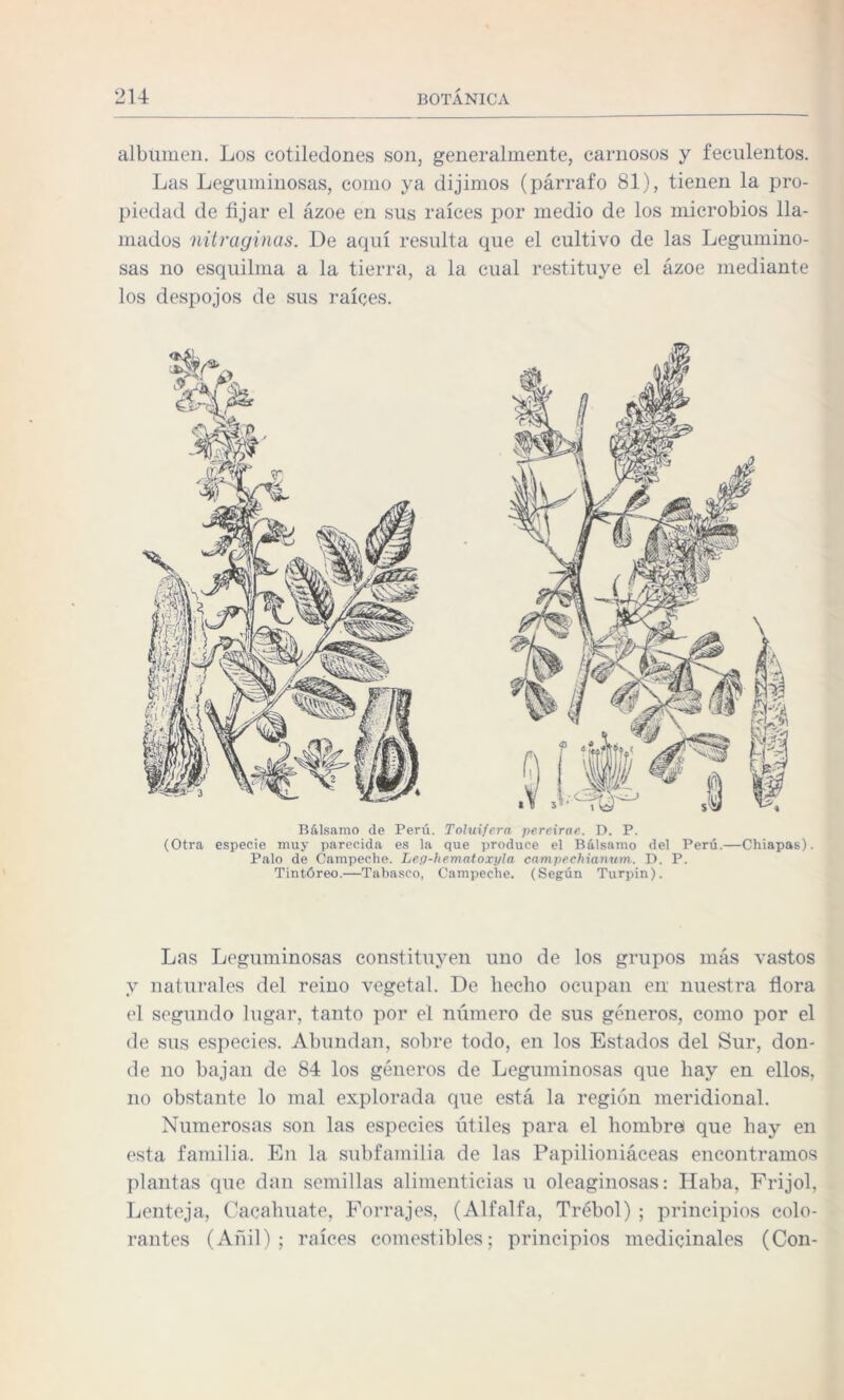 albumen. Los cotiledones son, generalmente, carnosos y feculentos. Las Leguminosas, como ya dijimos (párrafo 81), tienen la pro¬ piedad de fijar el ázoe en sus raíces por medio de los microbios lla¬ mados nitraginas. De acpií resulta que el cultivo de las Legumino¬ sas no esquilma a la tierra, a la cual restituye el ázoe mediante los despojos de sus raíces. Bálsamo de Perú. Toluifern pereirae. D. P. (Otra especie muy parecida es la que produce el Bálsamo del Perú.—Chiapas). Palo de Campeche. Leg-hematoxyla campechianum. D. P. Tintóreo.—Tabasco, Campeche. (Según Turpin). Las Leguminosas constituyen uno de los grupos más vastos y naturales del reino vegetal. De liecbo ocupan en nuestra flora el segundo lugar, tanto por el número de sus géneros, como por el de sus especies. Abundan, sobre todo, en los Estados del Sur, don¬ de no bajan de 84 los géneros de Leguminosas que hay en ellos, no obstante lo mal explorada que está la región meridional. Numerosas son las especies útiles para el hombre! que hay en esta familia. En la subfamilia de las Papilioniáceas encontramos plantas que dan semillas alimenticias u oleaginosas: Haba, Frijol, Lenteja, Cacahuate, Forrajes, (Alfalfa, Trébol) ; principios colo¬ rantes (Añil); raíces comestibles; principios medicinales (Con-