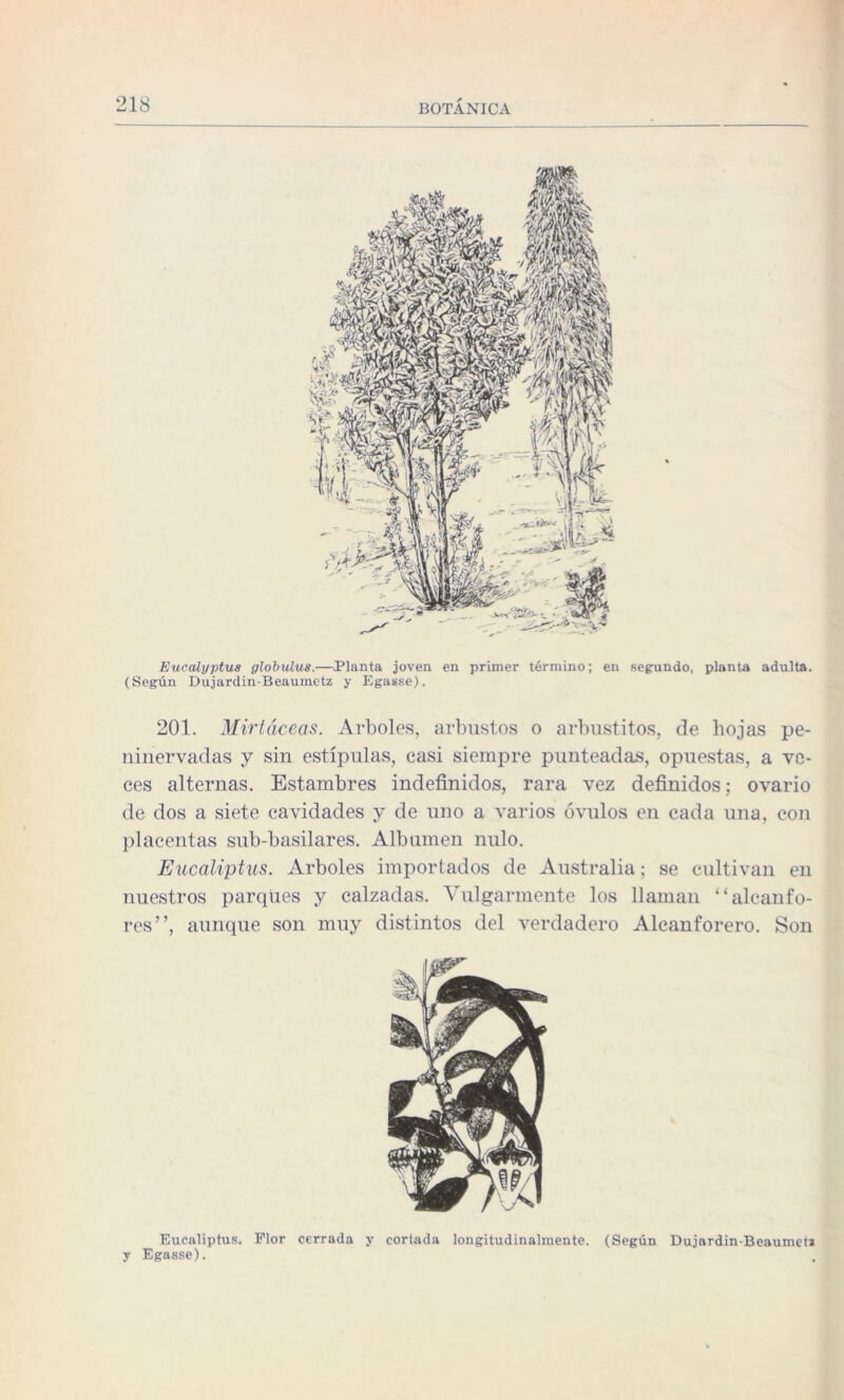 Eucahjptua globulus.—Planta joven en primer término; en segundo, planta adulta. (Según Dujardin-Beaumetz y Egasse). 201. Mirtáceas. Arboles, arbustos o arbustitos, de hojas pe- ninervadas y sin estípulas, casi siempre punteadas, opuestas, a ve¬ ces alternas. Estambres indefinidos, rara vez definidos; ovario de dos a siete cavidades y de uno a varios óvulos en cada una, con placentas sub-basilares. Albumen nulo. Eucaliptus. Arboles importados de Australia; se cultivan en nuestros parques y calzadas. Vulgarmente los llaman “alcanfo¬ res”, aunque son muy distintos del verdadero Alcanforero. Son Eucaliptus. Flor cerrada y cortada longitudinalmente. (Según Dujardin-BeaumetJ y Egasse).