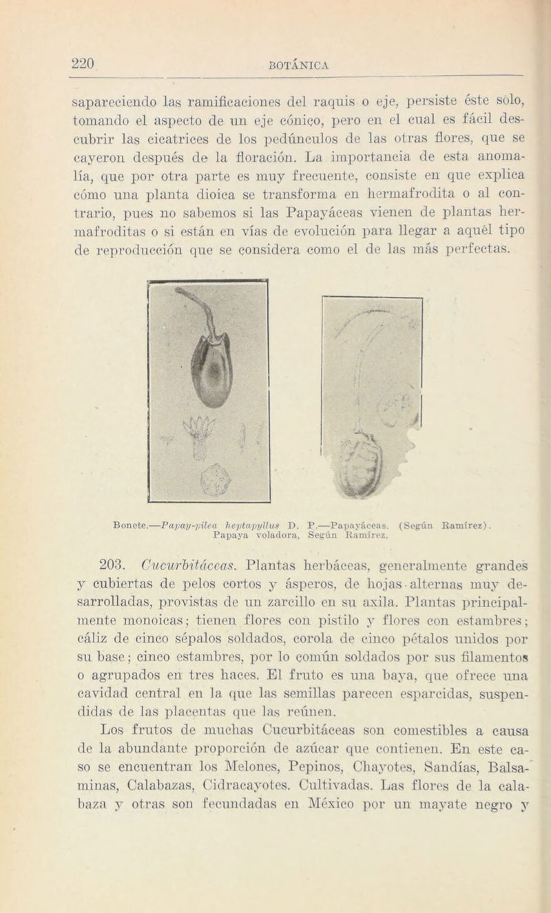 sapareciendo las ramificaciones del raquis o eje, persiste éste sólo, tomando el aspecto de un eje cónico, pero en el cual es fácil des¬ cubrir las cicatrices de los pedúnculos de las otras flores, que se cayeron después de la floración. La importancia de esta anoma¬ lía, que por otra parte es muy frecuente, consiste en que explica cómo una planta dioica se transforma en hermafrodita o al con¬ trario, pues no sabemos si las Papayaceas vienen de plantas her- mafroditas o si están en vías de evolución para llegar a aquél tipo de reproducción que se considera como el de las más perfectas. Bonete.—Papay-pilea heptapyUus D. P.—Papayáeeas. (Según Ramírez). Papaya voladora, Según Ramírez. 203. Cucurbitáceas. Plantas herbáceas, generalmente grandes y cubiertas de pelos cortos y ásperos, de hojas • alternas muy de¬ sarrolladas, provistas de un zarcillo en su axila. Plantas principal¬ mente monoicas; tienen flores con pistilo y flores con estambres; cáliz de cinco sépalos soldados, corola de cinco pétalos unidos por su base; cinco estambres, por lo común soldados por sus filamentos o agrupados en tres haces. El fruto es una baya, que ofrece una cavidad central en la que las semillas parecen esparcidas, suspen¬ didas de las placentas que las reúnen. Los frutos de muchas Cucurbitáceas son comestibles a causa de la abundante proporción de azúcar que contienen. En este ca¬ so se encuentran los Melones, Pepinos, Chayotes, Sandías, Balsa¬ minas, Calabazas, Cidracayotes. Cultivadas. Las flores de la cala¬ baza y otras sou fecundadas en México por un mayate negro y