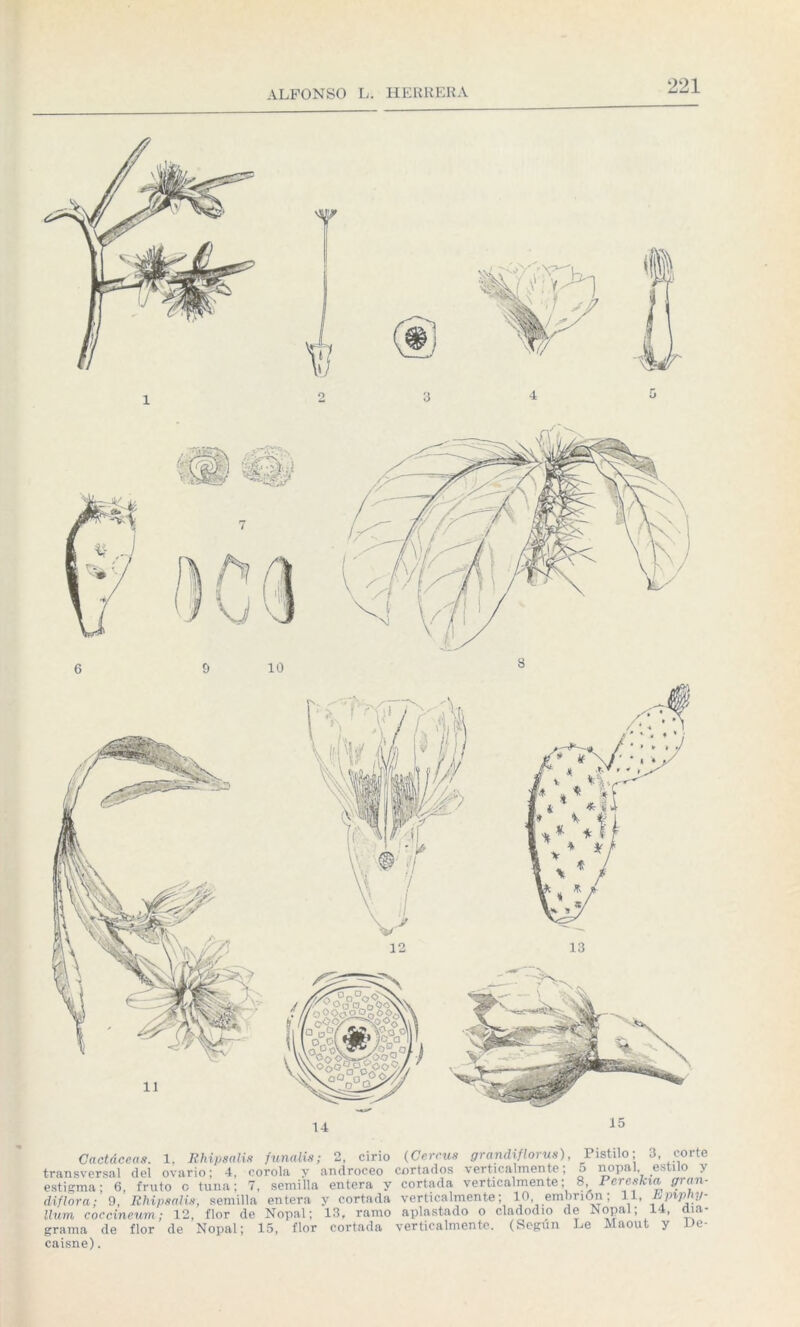 Cactáceas. 1, Rhipsalis funalis; 2, cirio (Cercus grandifloras), Pistilo; 3 corte transversal del ovario; 4, corola y androceo cortados verticalmente; 5 nopal estilo y estigma; 6, fruto o tuna; 7, semilla entera y cortada verticalmente; 8 Pereskia gran¬ diflora; 9, Iihipsalis, semilla entera y cortnda verticalmente; 10 embrión; 11, Jujnphy- llum coccineum; 12, flor de Nopal; 13, ramo aplastado o cladodio de Nopal, 14, dia¬ grama de flor de Nopal; 15, flor cortada verticalmente. (Según Le Maout y De- caisne).