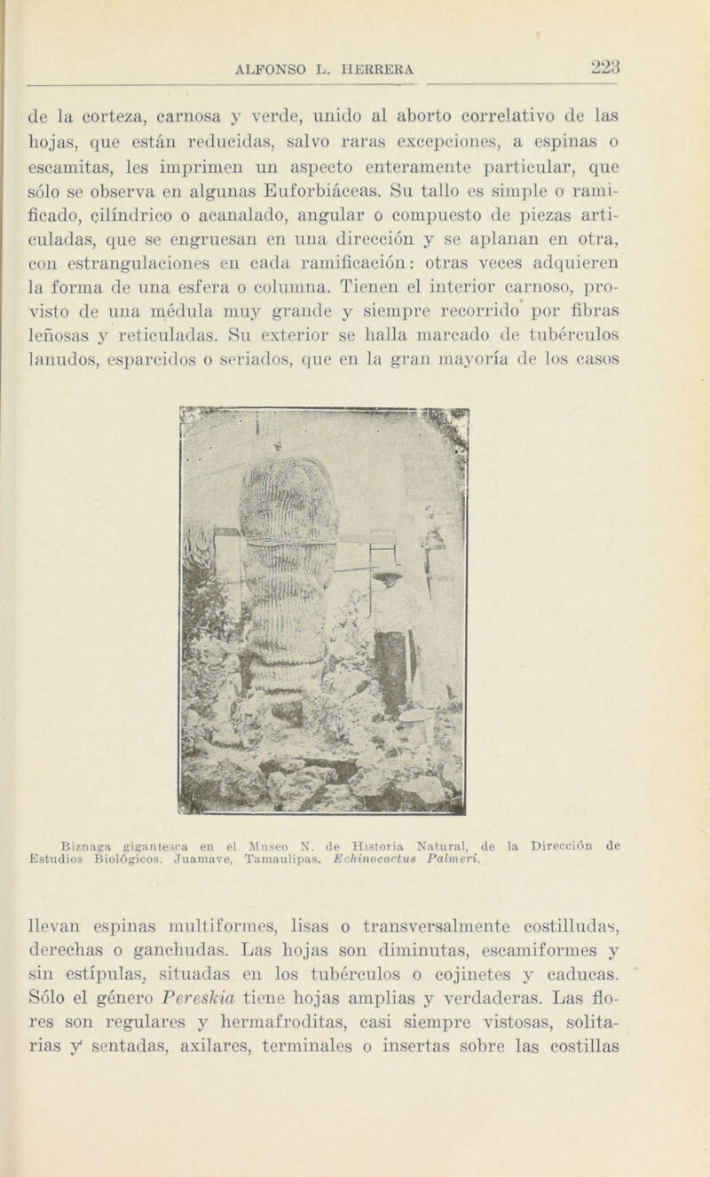 de la corteza, carnosa y verde, unido al aborto correlativo de las hojas, que están reducidas, salvo raras excepciones, a espinas o escamitas, les imprimen un aspecto enteramente particular, que sólo se observa en algunas Euforbiáceas. Su tallo es simple o rami¬ ficado, cilindrico o acanalado, angular o compuesto de piezas arti¬ culadas, que se engruesan en una dirección y se aplanan en otra, con estrangulaciones en cada ramificación: otras veces adquieren la forma de una esfera o columna. Tienen el interior carnoso, pro¬ visto de una médula muy grande y siempre recorrido por fibras leñosas y reticuladas. Su exterior se halla marcado de tubérculos lanudos, esparcidos o seriados, que en la gran mayoría de los casos Biznagn gigantesca en el Museo N. de Historia Natural, de la Dirección de Estudios Biológicos. Juamave, Tamaulipas. Echinocactus Palmeri. llevan espinas multiformes, lisas o transversalmente costilludas, derechas o ganchudas. Las hojas son diminutas, escamiformes y sin estípulas, situadas en los tubérculos o cojinetes y caducas. Sólo el género Pereskia tiene hojas amplias y verdaderas. Las flo¬ res son regulares y hermafroditas, casi siempre vistosas, solita¬ rias y1 sentadas, axilares, terminales o insertas sobre las costillas