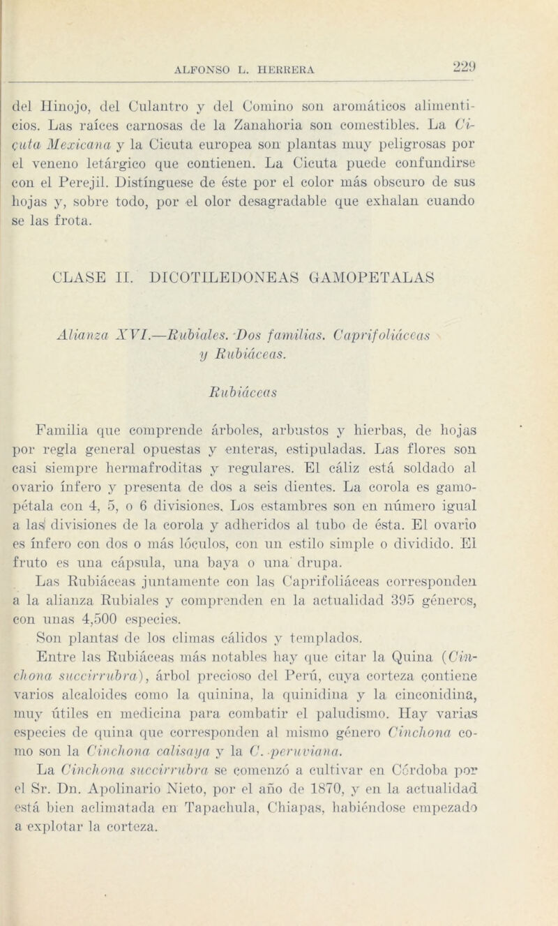 del Hinojo, del Culantro y del Comino son aromáticos alimenti¬ cios. Las raíces carnosas de la Zanahoria son comestibles. La Ci¬ cuta Mexicana y la Cicuta europea son plantas muy peligrosas por el veneno letárgico que contienen. La Cicuta puede confundirse con el Perejil. Distínguese de éste por el color más obscuro de sus hojas y, sobre todo, por el olor desagradable que exhalan cuando se las frota. CLASE II. DICOTILEDONEAS GAMOPETALAS Alianza XVI.—Rubiales. Dos familias. Caprifoliáceas y Rubiáceas. Rubiáceas Familia que comprende árboles, arbustos y hierbas, de hojas por regla general opuestas y enteras, estipuladas. Las flores son casi siempre hermafroditas y regulares. El cáliz está soldado al ovario infero y presenta de dos a seis dientes. La corola es gamo- pétala con 4, 5, o 6 divisiones. Los estambres son en número igual a lasl divisiones de la corola y adheridos al tubo de ésta. El ovario es infero con dos o más lóculos, con un estilo simple o dividido. El fruto es una cápsula, una baya o una drupa. Las Rubiáceas juntamente con las Caprifoliáceas corresponden a la alianza Rubiales y comprenden en la actualidad 395 géneros, con unas 4,500 especies. Son plantas de los climas cálidos y templados. Entre las Rubiáceas más notables hay (pie citar la Quina (Cin- chona succirrubra), árbol precioso del Perú, cuya corteza contiene varios alcaloides como la quinina, la quinidina y la cinconidina, muy útiles en medicina para combatir el paludismo. Hay varias especies de quina que corresponden al mismo género Cinchona co¬ mo son la Cinchona calisaya y la C. ■peruviana. La Cinchona succirrubra se comenzó a cultivar en Córdoba por el Sr. Dn. Apolinario Nieto, por el año de 1870, y en la actualidad está bien aclimatada en Tapachula, Chiapas, habiéndose empezado a explotar la corteza.
